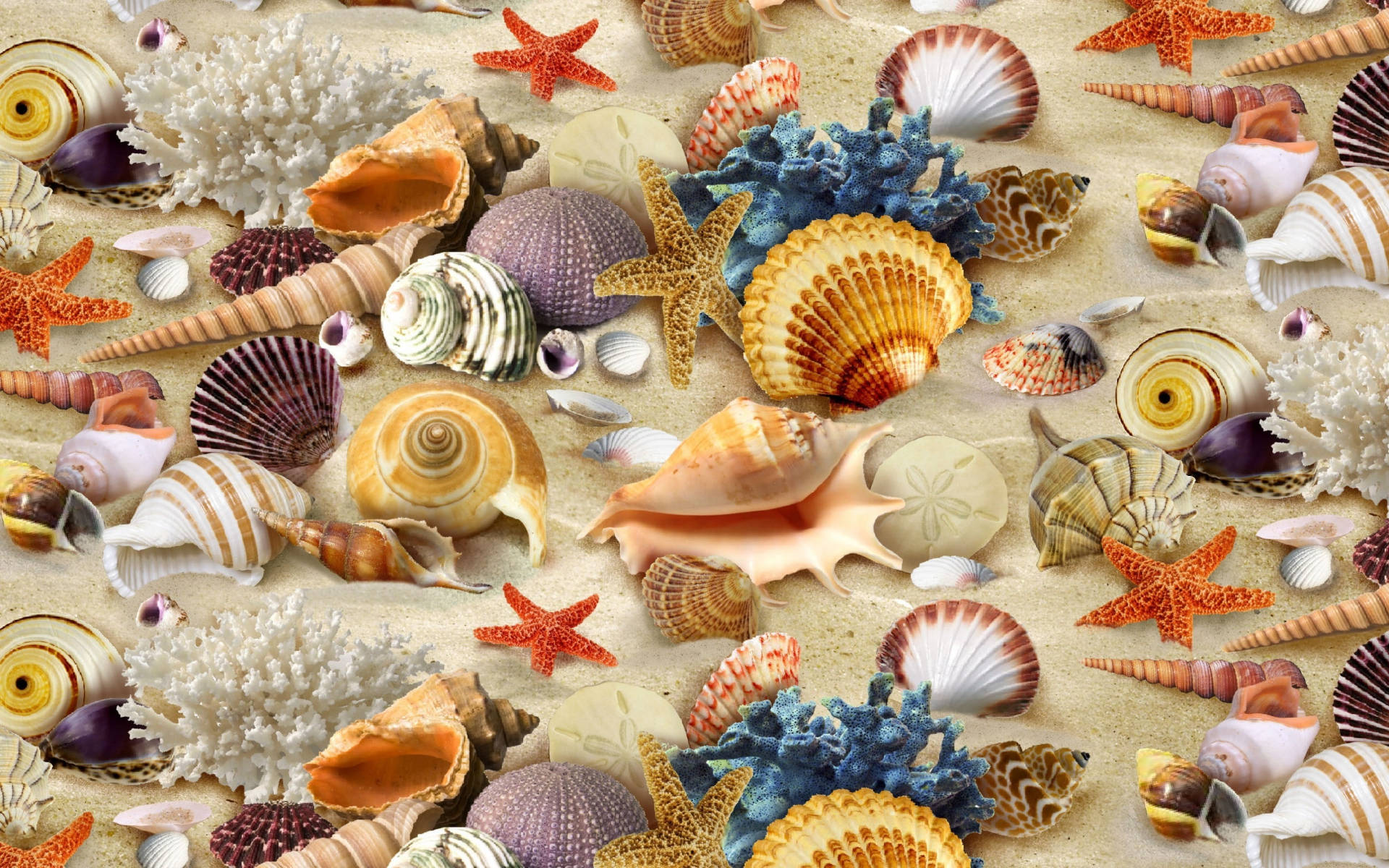 colorful shells, golden sand, coral, Full HD Desktop Wallpaper