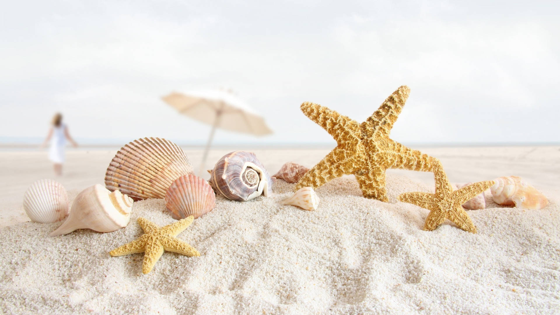 shells, sea shore, starfish, Full HD Desktop Wallpaper