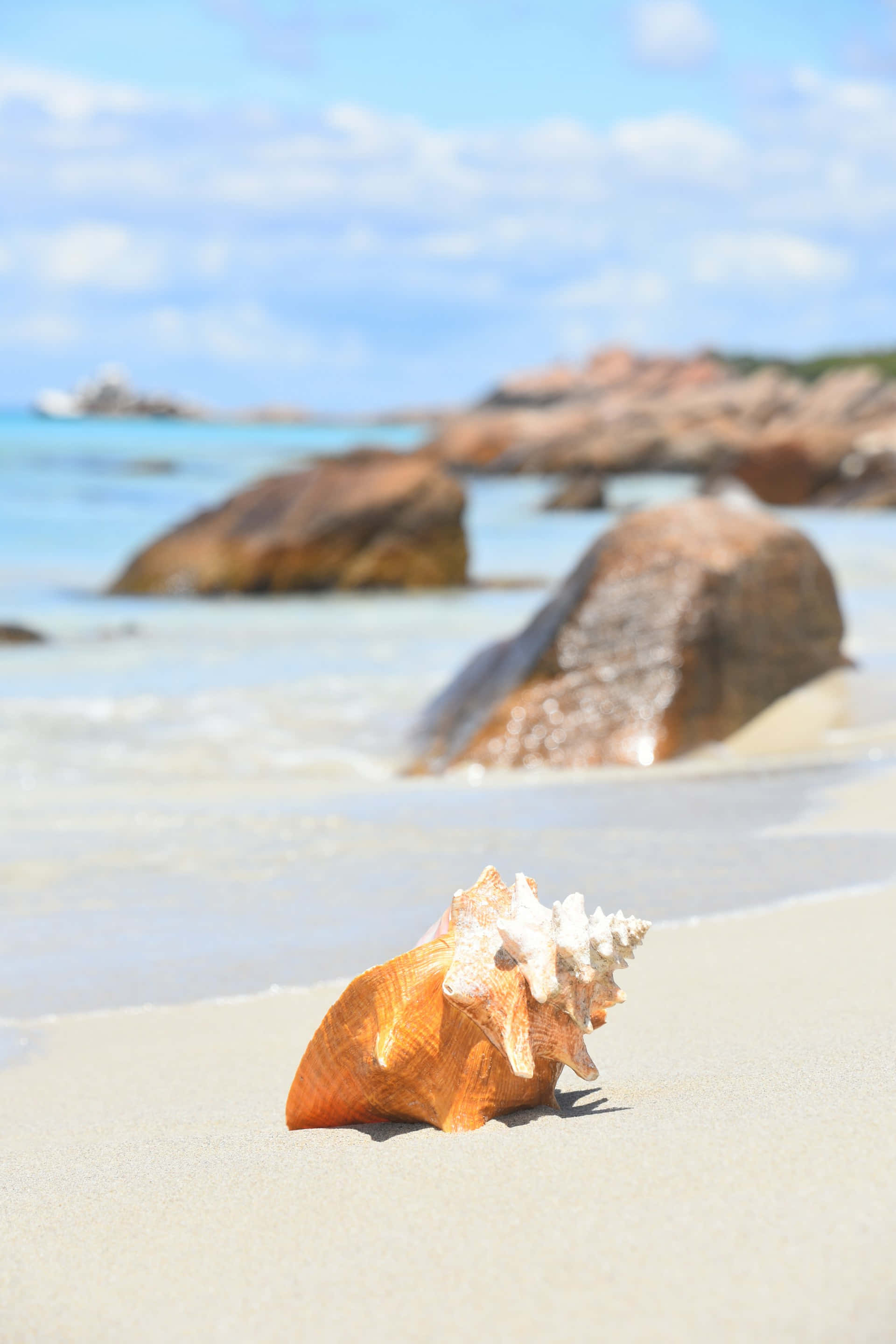 conch shell, orange and white, sunlit sand, 2K Phone Wallpaper