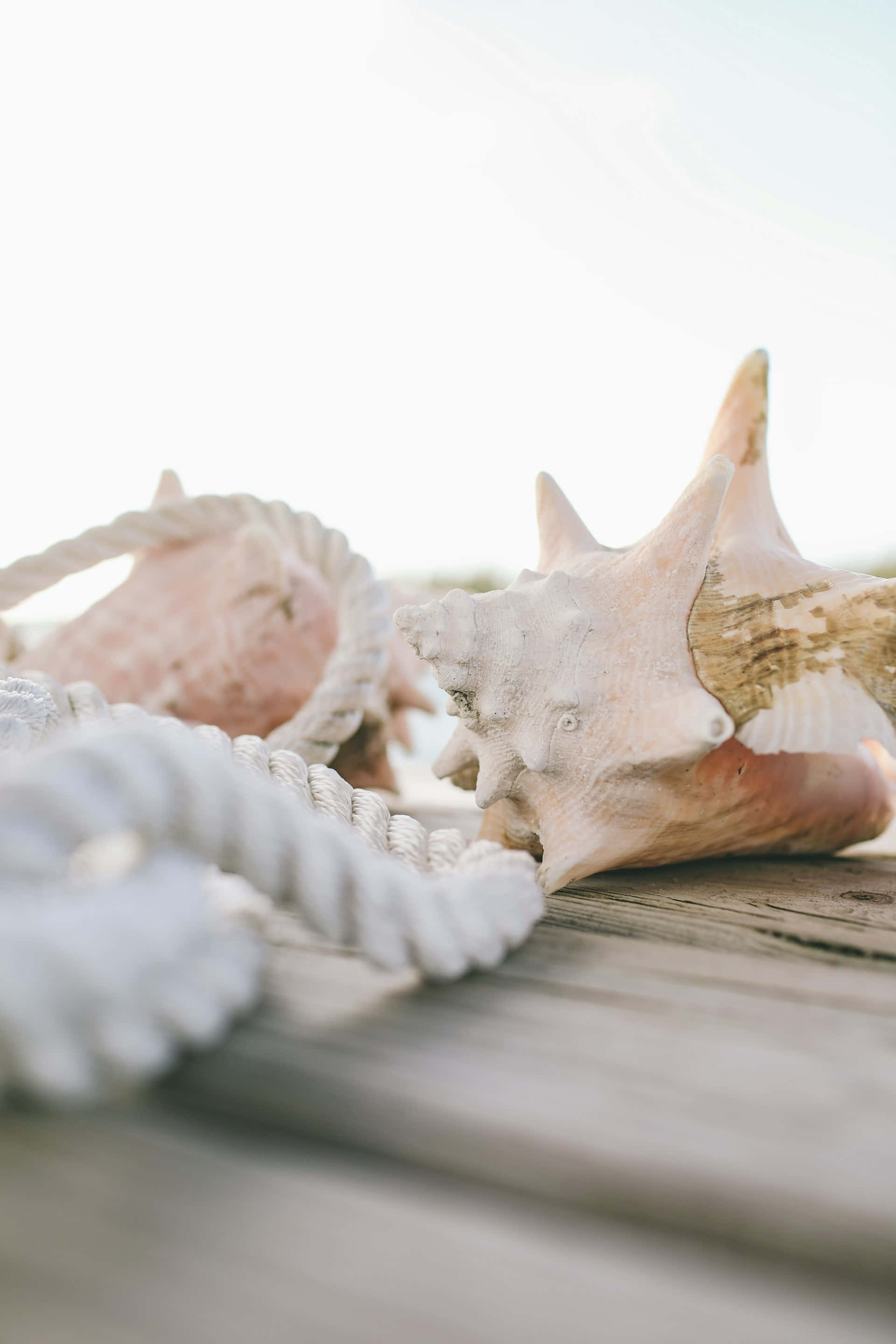 seashell, sunlight, white rope, 2K Phone Wallpaper
