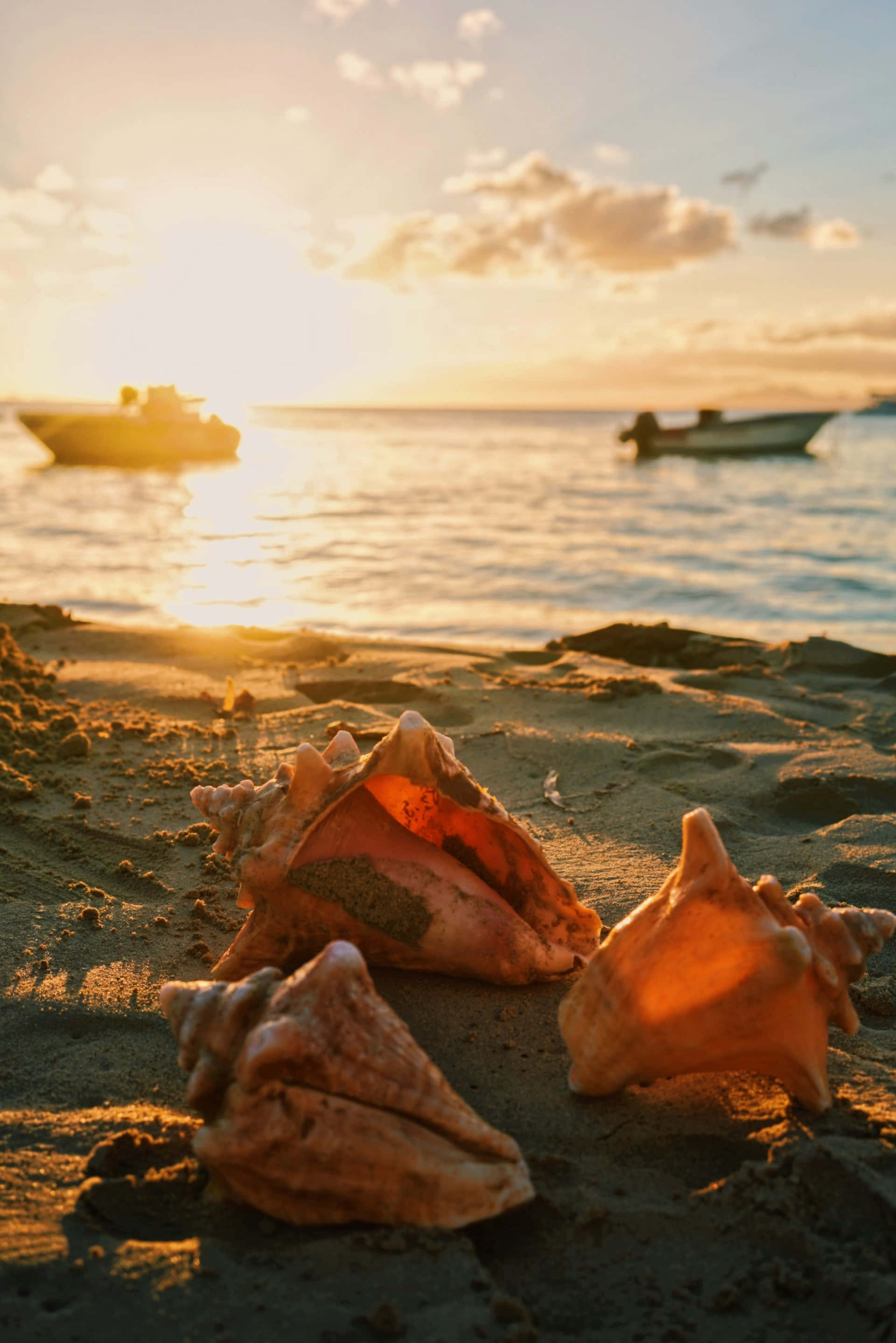 Sunset, conch shells, wet sand, 2K Phone Wallpaper