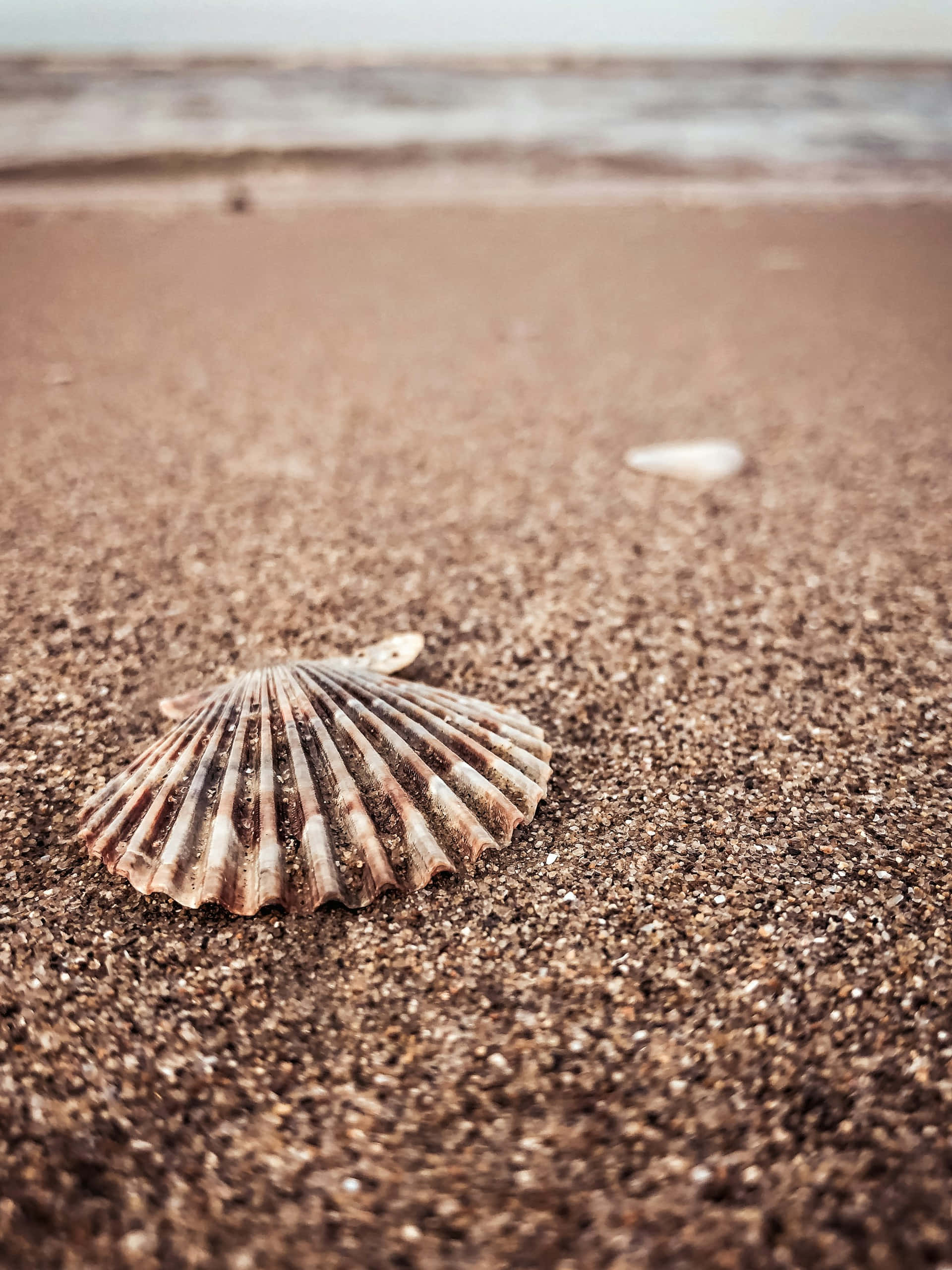 scallop shell, coarse brown sand, ocean waves, 2K Phone Wallpaper