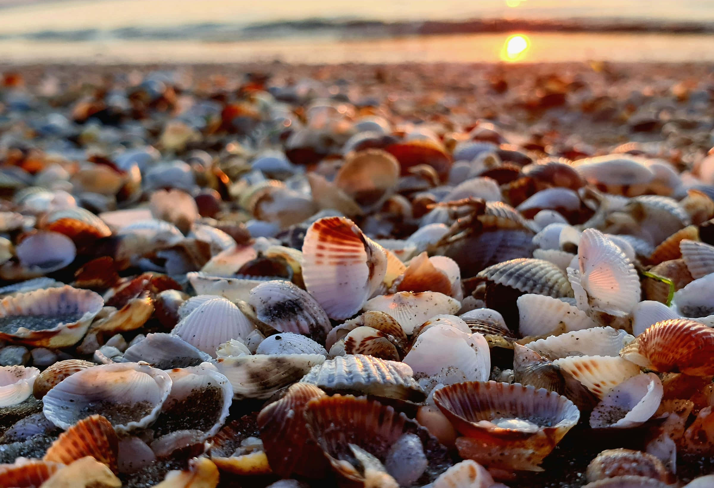 sunset, seashells, sandy beach, Full HD Desktop Wallpaper