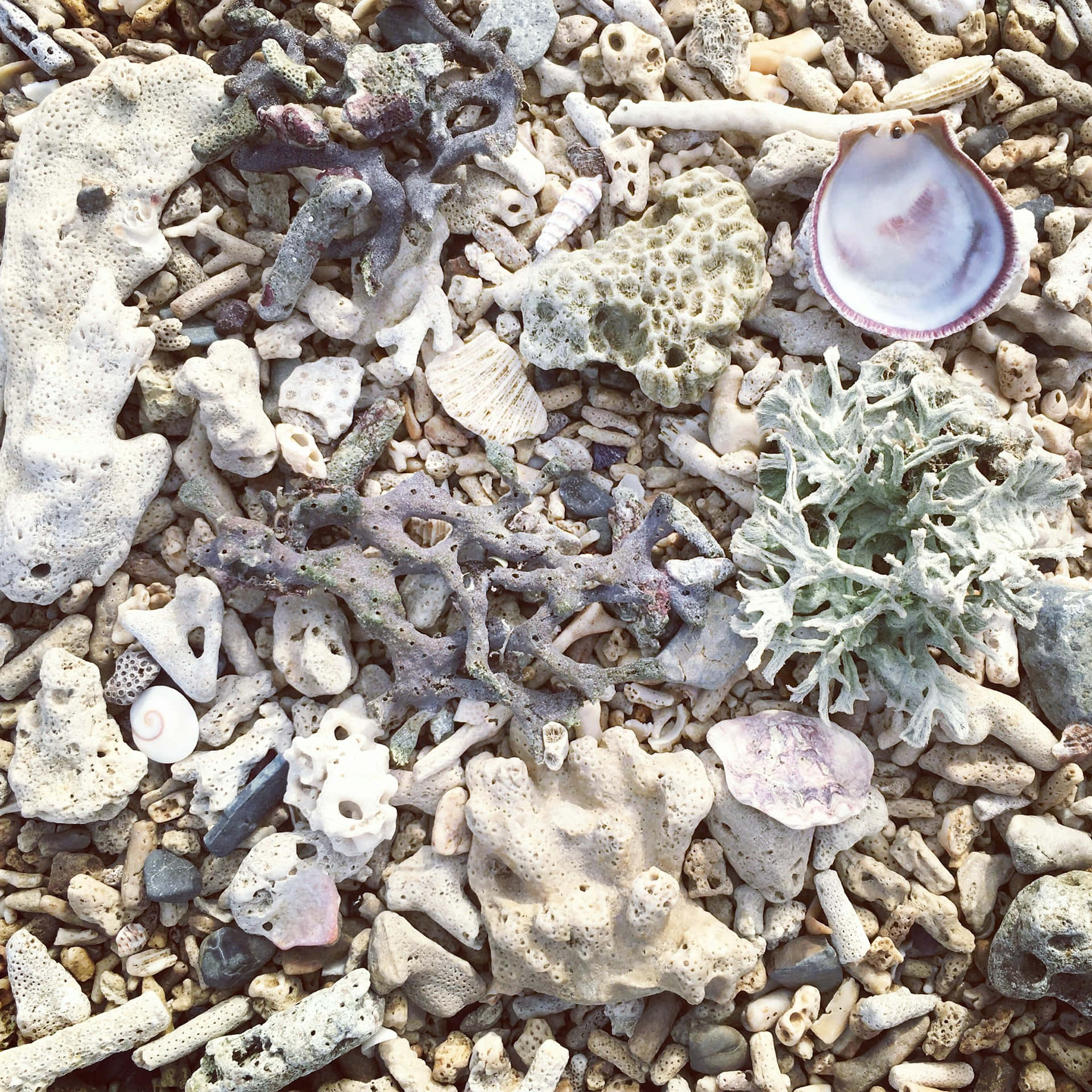 seashelland coral beach texture, bleached coral fragments, shells, Full HD Desktop Wallpaper