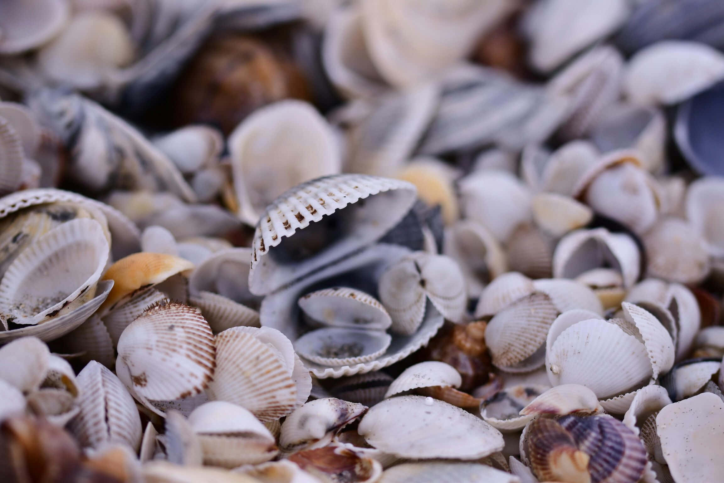 assorted seashells, soft whites browns and grays, beach, Full HD Desktop Wallpaper