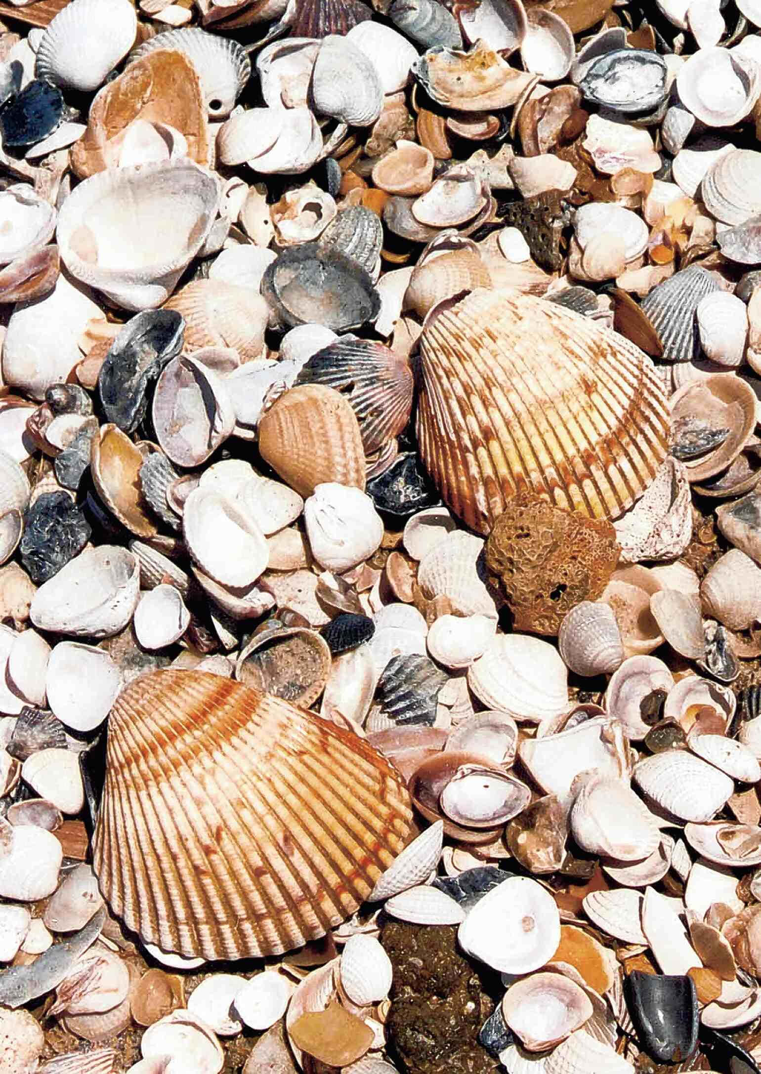 assorted seashells, beach, sunlit sand, Full HD Phone Wallpaper