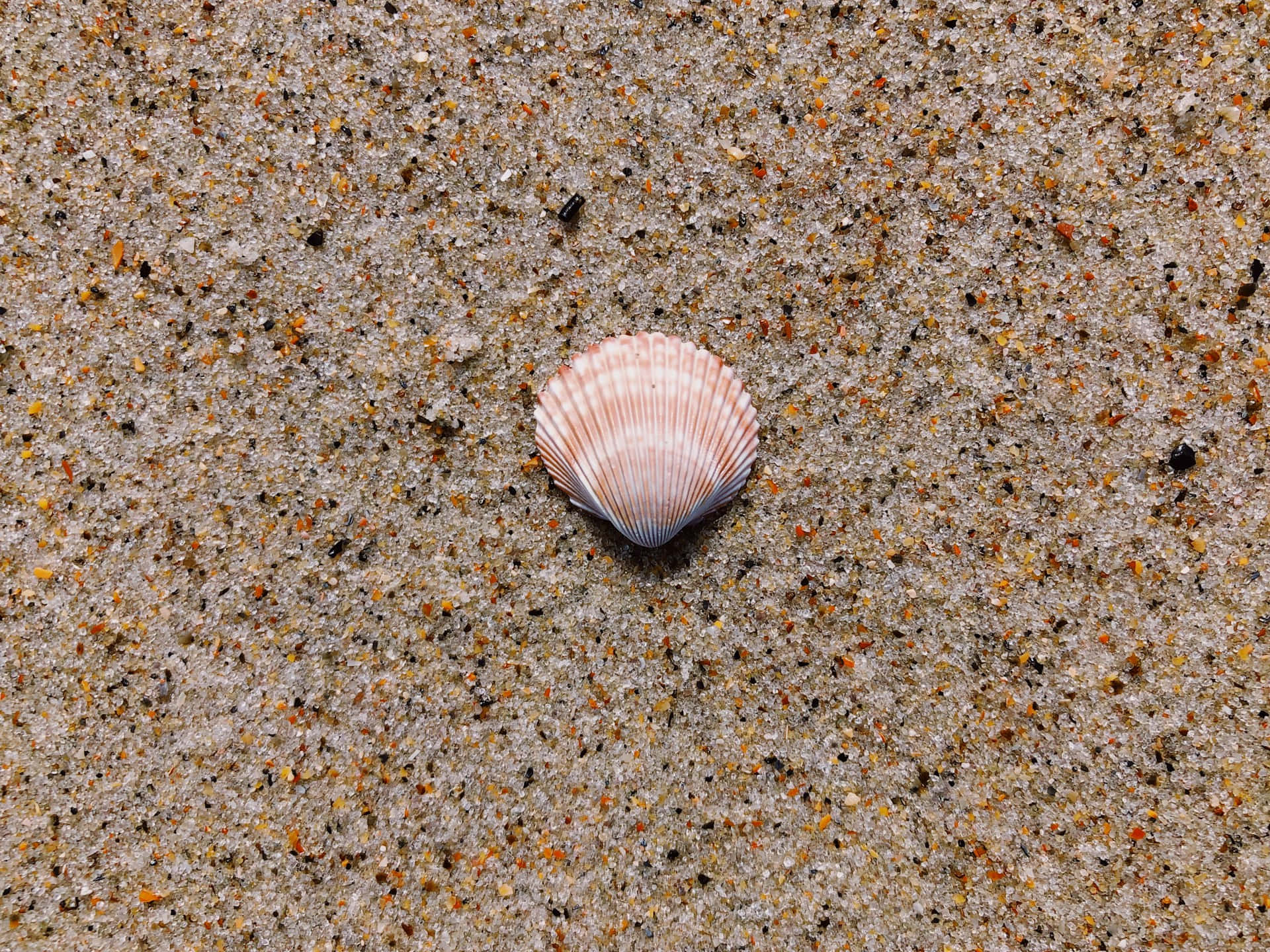 pink scallop shell, coarse textured sand, orange grains, Full HD Desktop Wallpaper