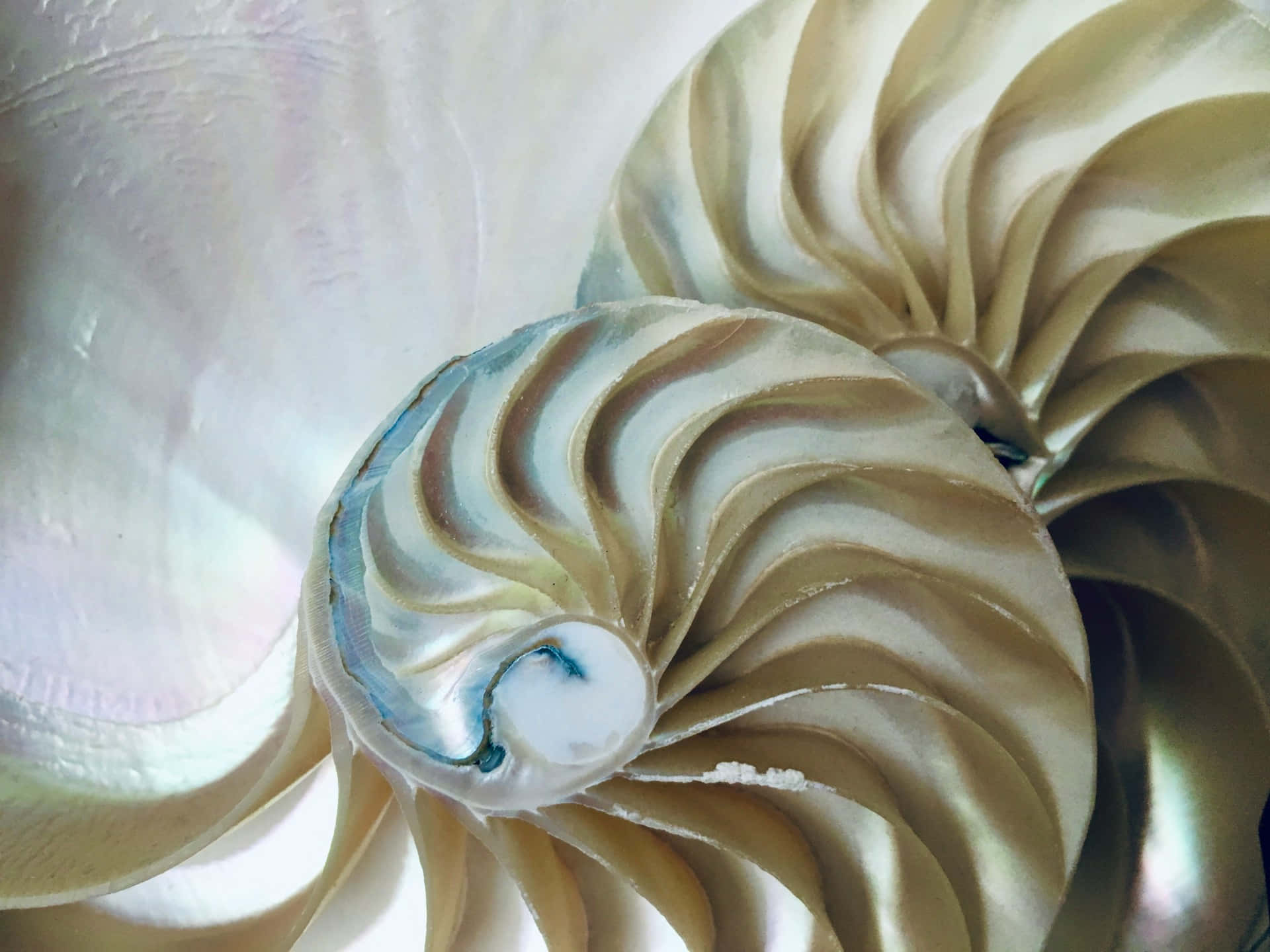 pearlescent nautilus spiral, nautilus shell, iridescent spiral chambers, Full HD Desktop Wallpaper
