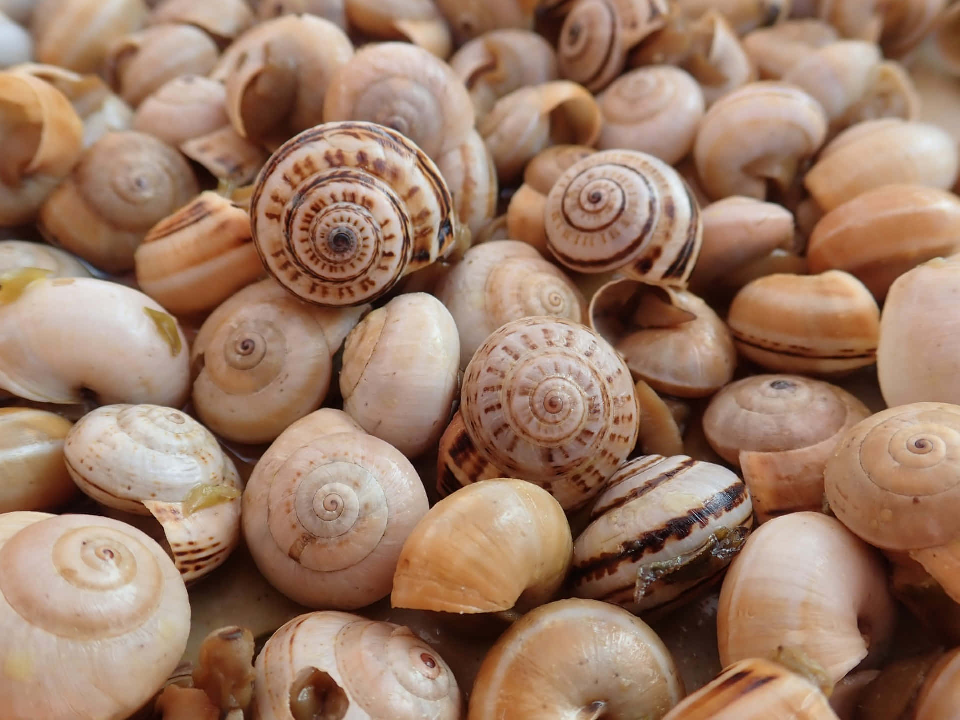 snail shells, beige and brown tones, spiral patterns, Full HD Desktop Wallpaper