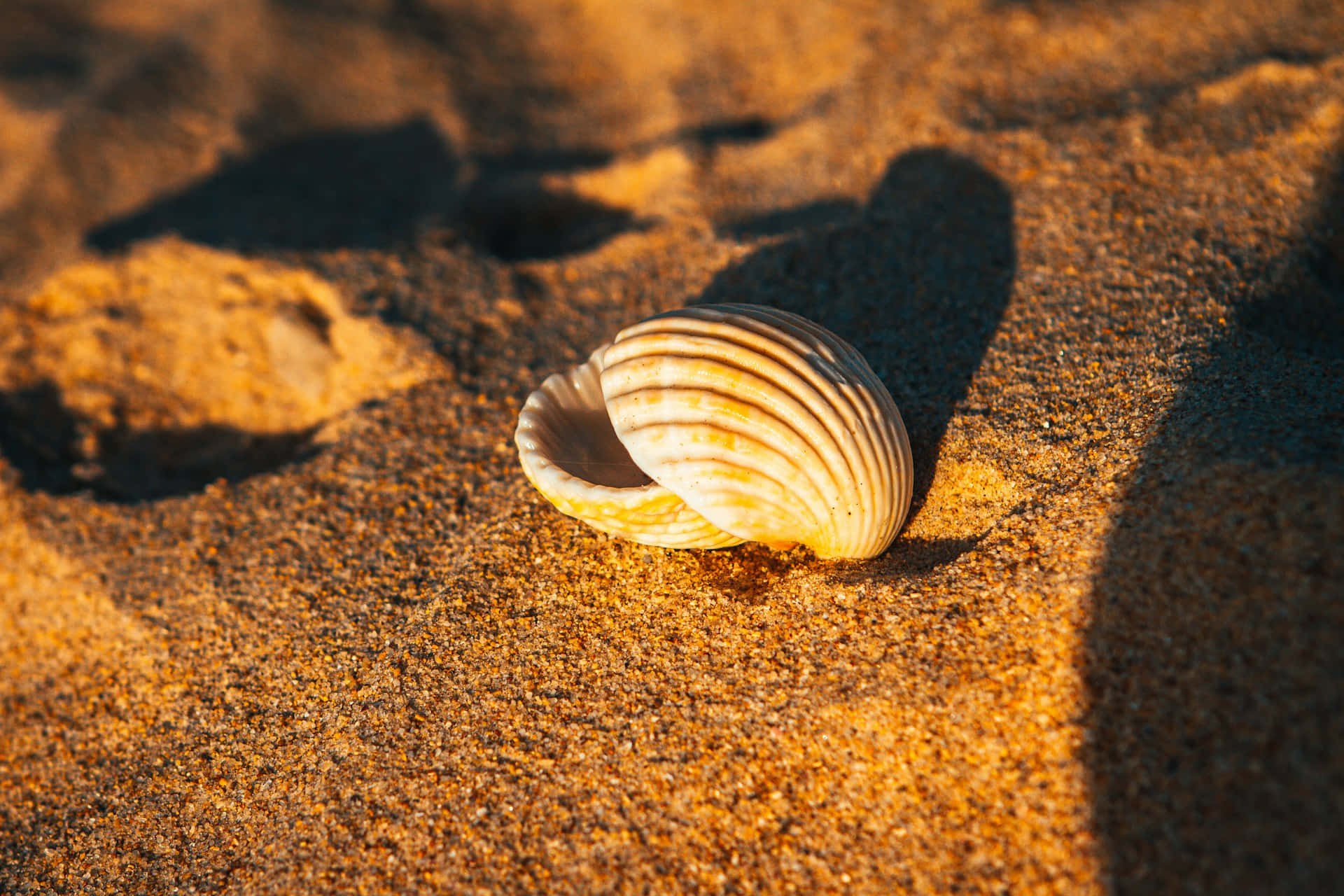 Golden Hour, seashell, beach, Full HD Desktop Wallpaper