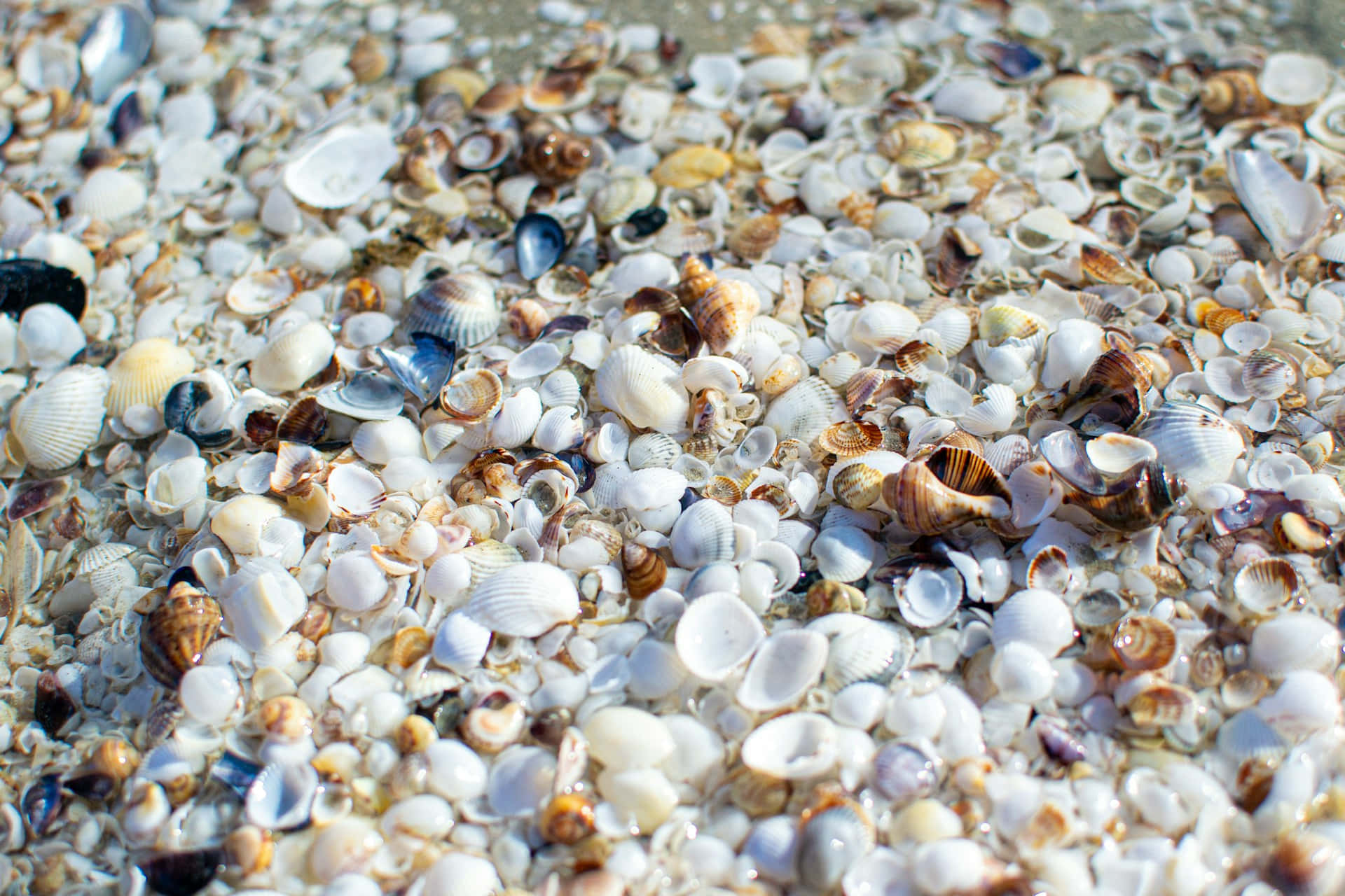 seashell, shoreline, sunlit, Full HD Desktop Wallpaper