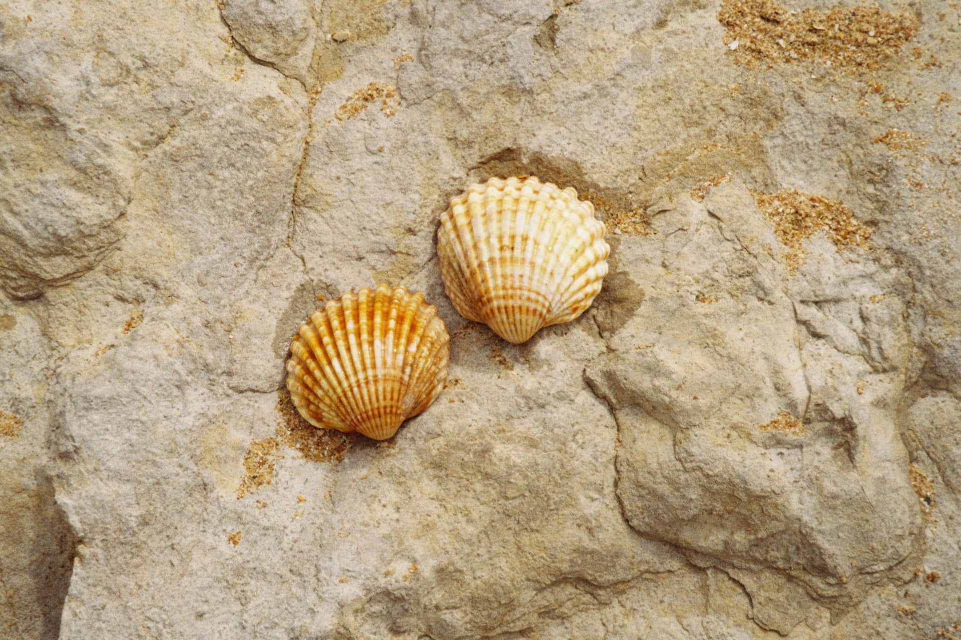 orange and white scallop shells, textured gray rock surface, scattered sand, Full HD Desktop Wallpaper