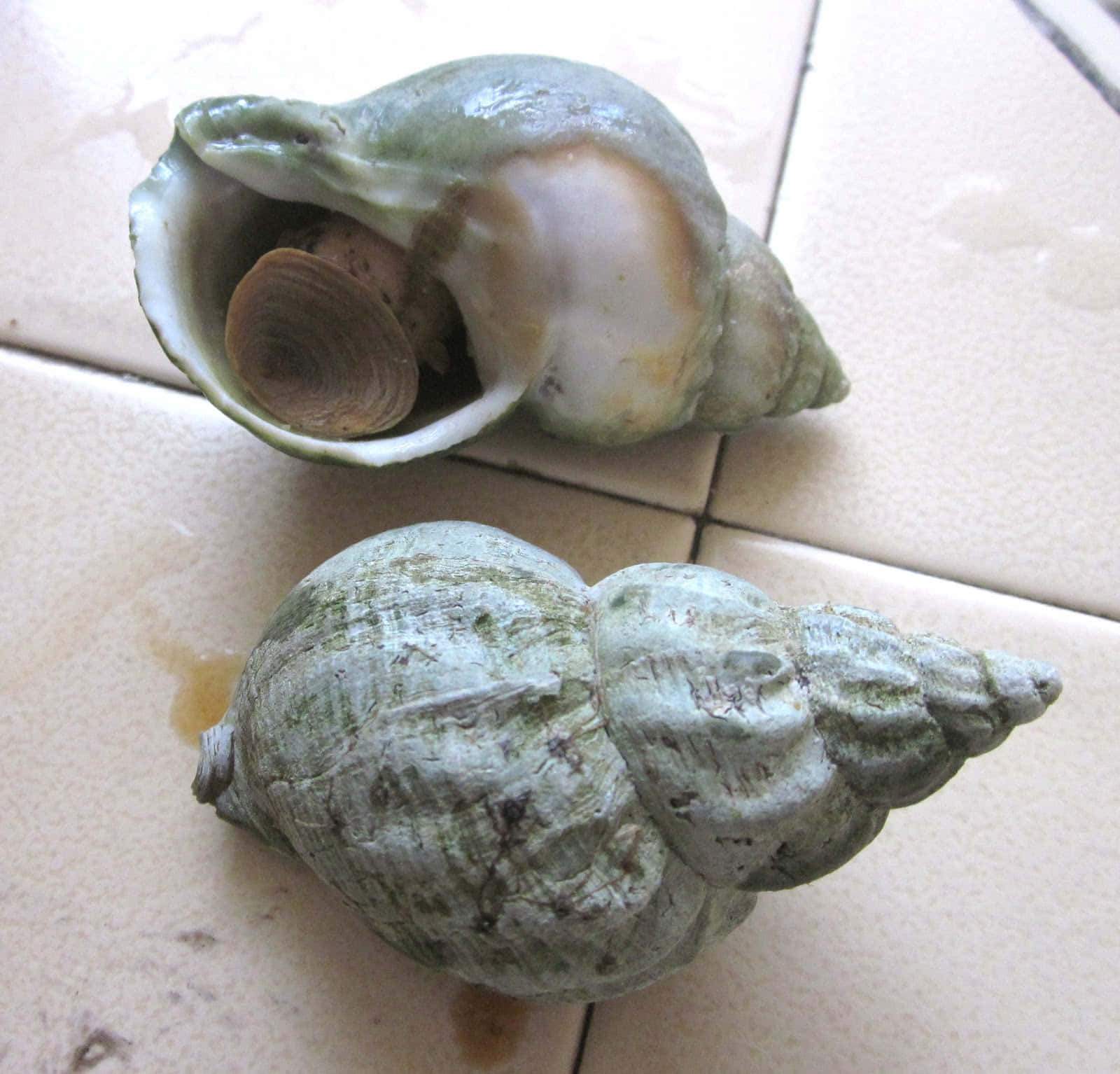 whelk shell, sandy beach, greenish-gray spirals, HD Desktop Wallpaper