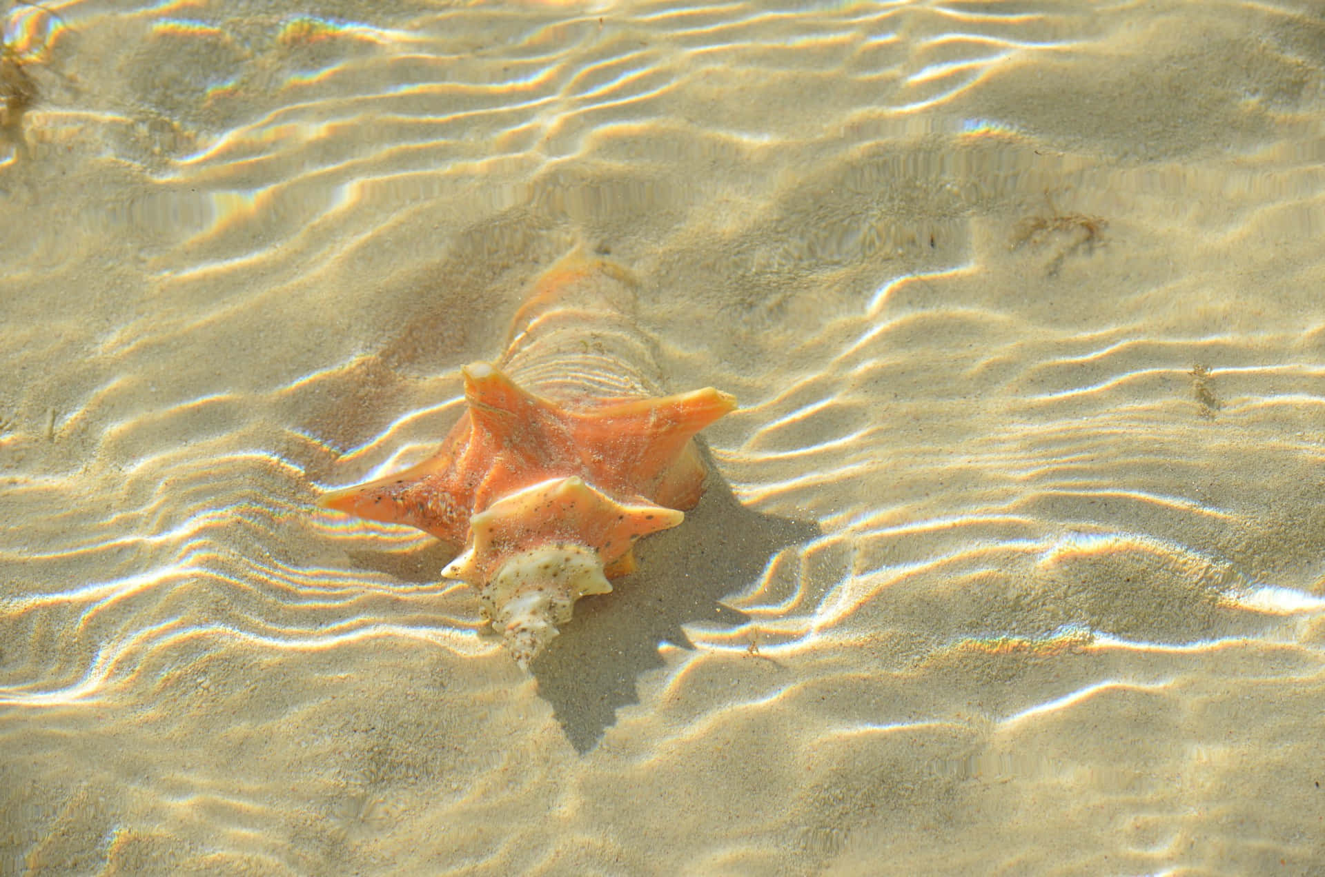 sunlit starfish, underwater sand ripples, vibrant orange seashell, Full HD Desktop Wallpaper