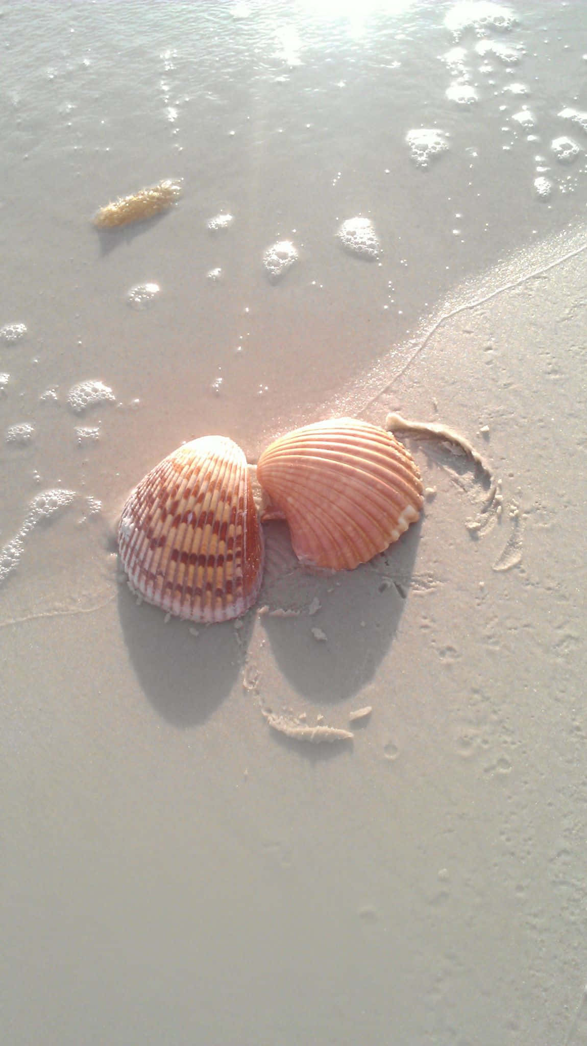 seashellon, sandy beach, pink and white striped seashells, Full HD Phone Wallpaper