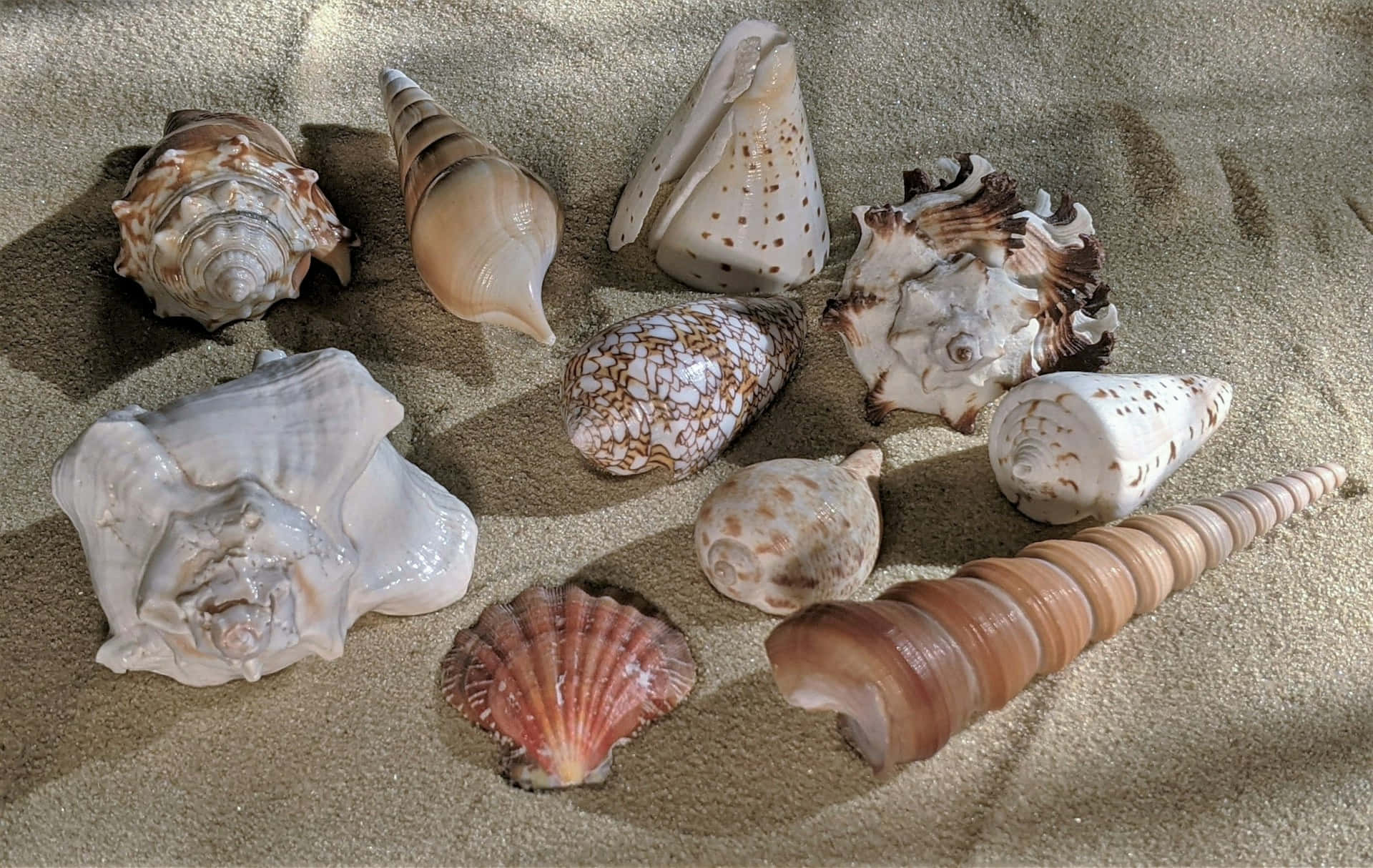 assorted seashells, textured sand, earth tones, Full HD Desktop Wallpaper