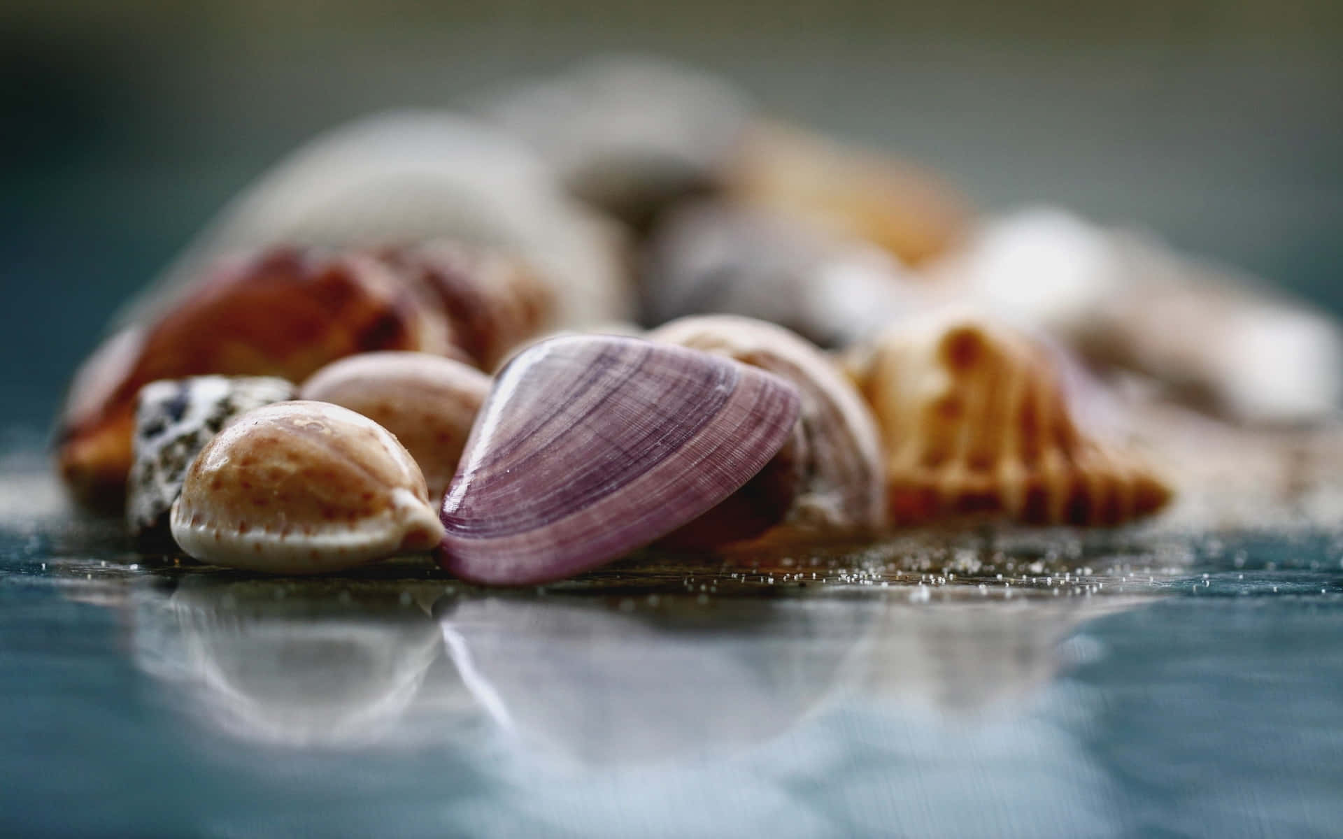 assorted seashells, wet reflective surface, soft blue background, Full HD Desktop Wallpaper