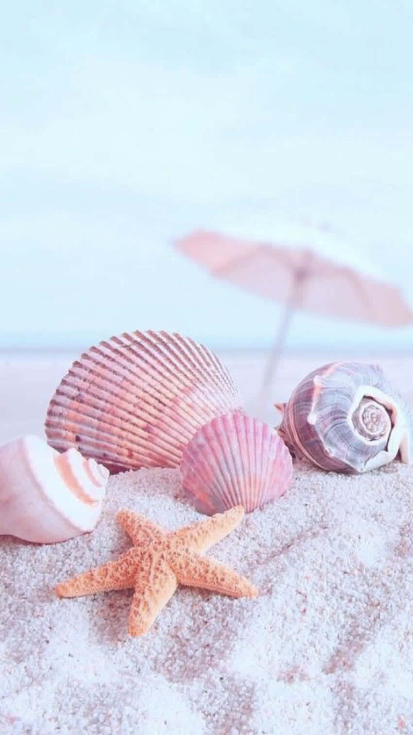 pastel pink shells, starfish, soft sand, HD Phone Wallpaper