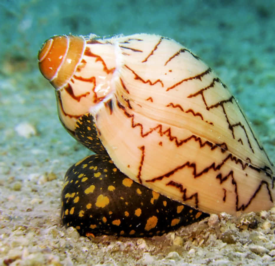 volute snail, conch shell, zigzag brown patterns, SD Desktop Wallpaper