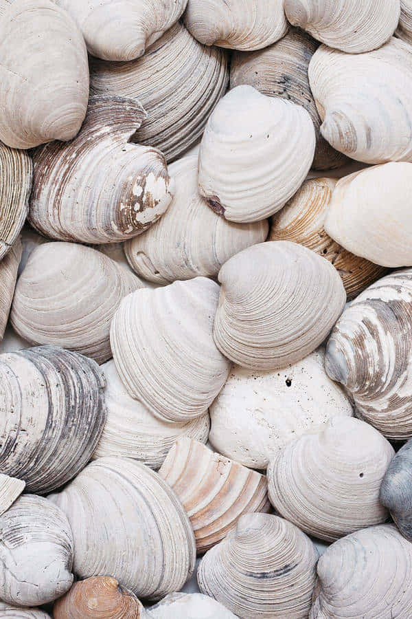 assorted sea shells, creamy beige, gray, SD Phone Wallpaper