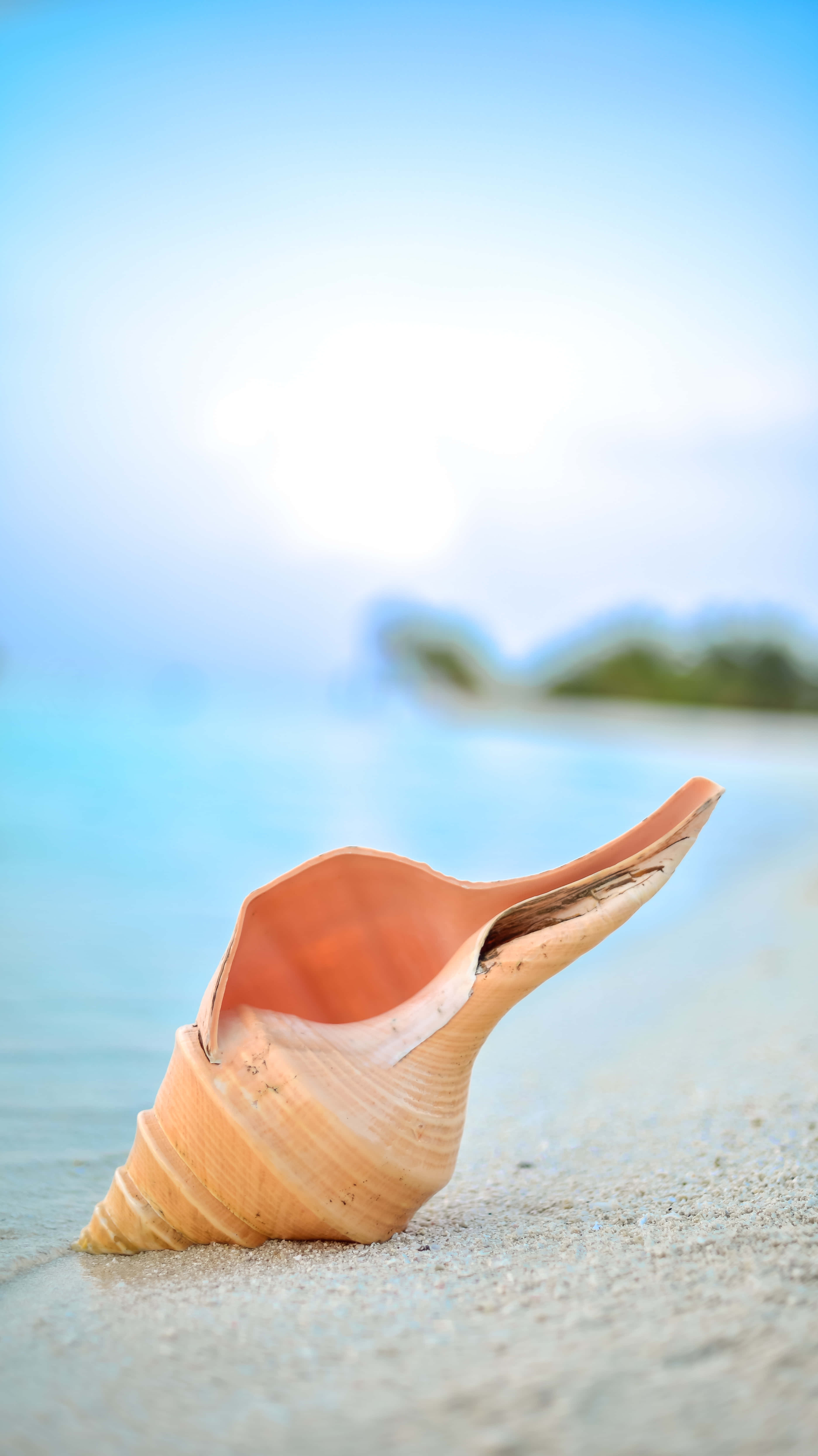 orange seashell, wet sand, tranquil beach, 5K Phone Wallpaper