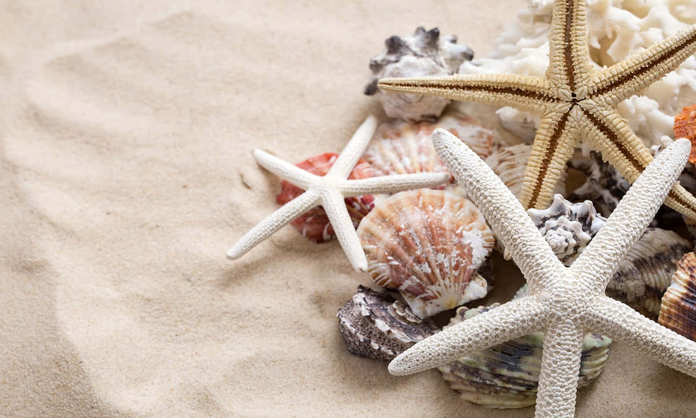 seashells, starfish, textured sand, HD Desktop Wallpaper