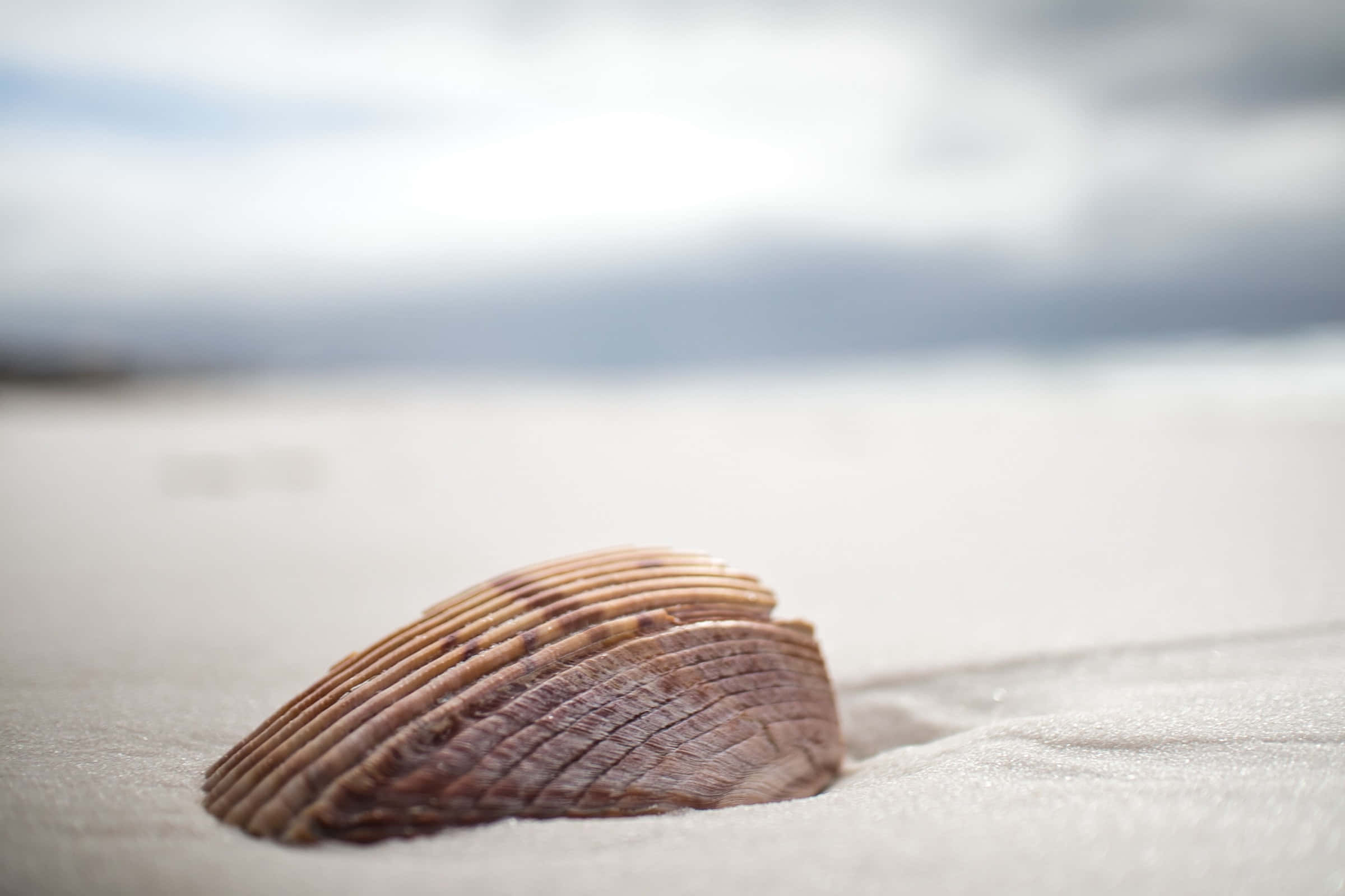 brown seashell, white sand, ribbed, Full HD Desktop Wallpaper