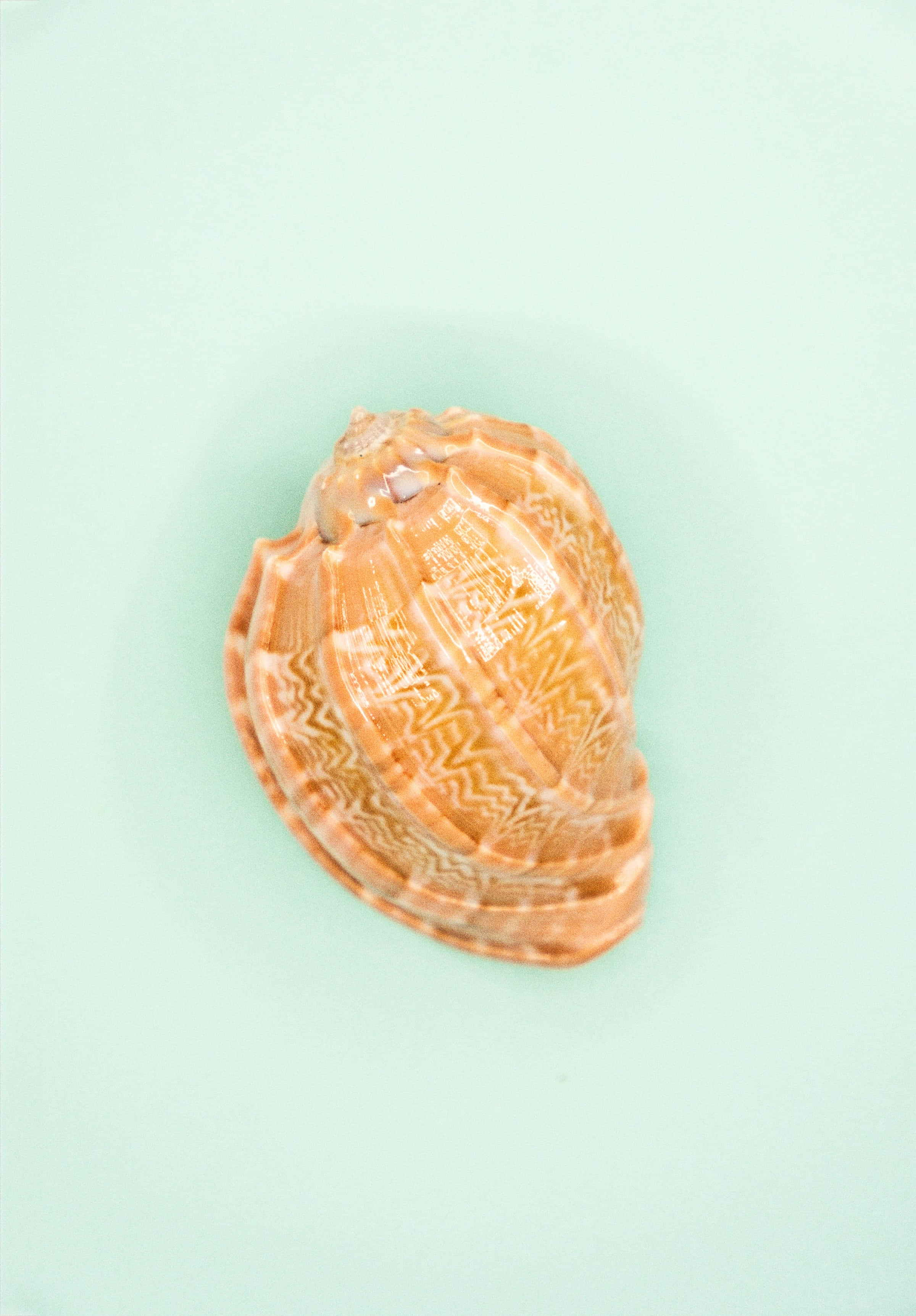orange seashell, white zigzag patterns, mint green background, 2K Phone Wallpaper