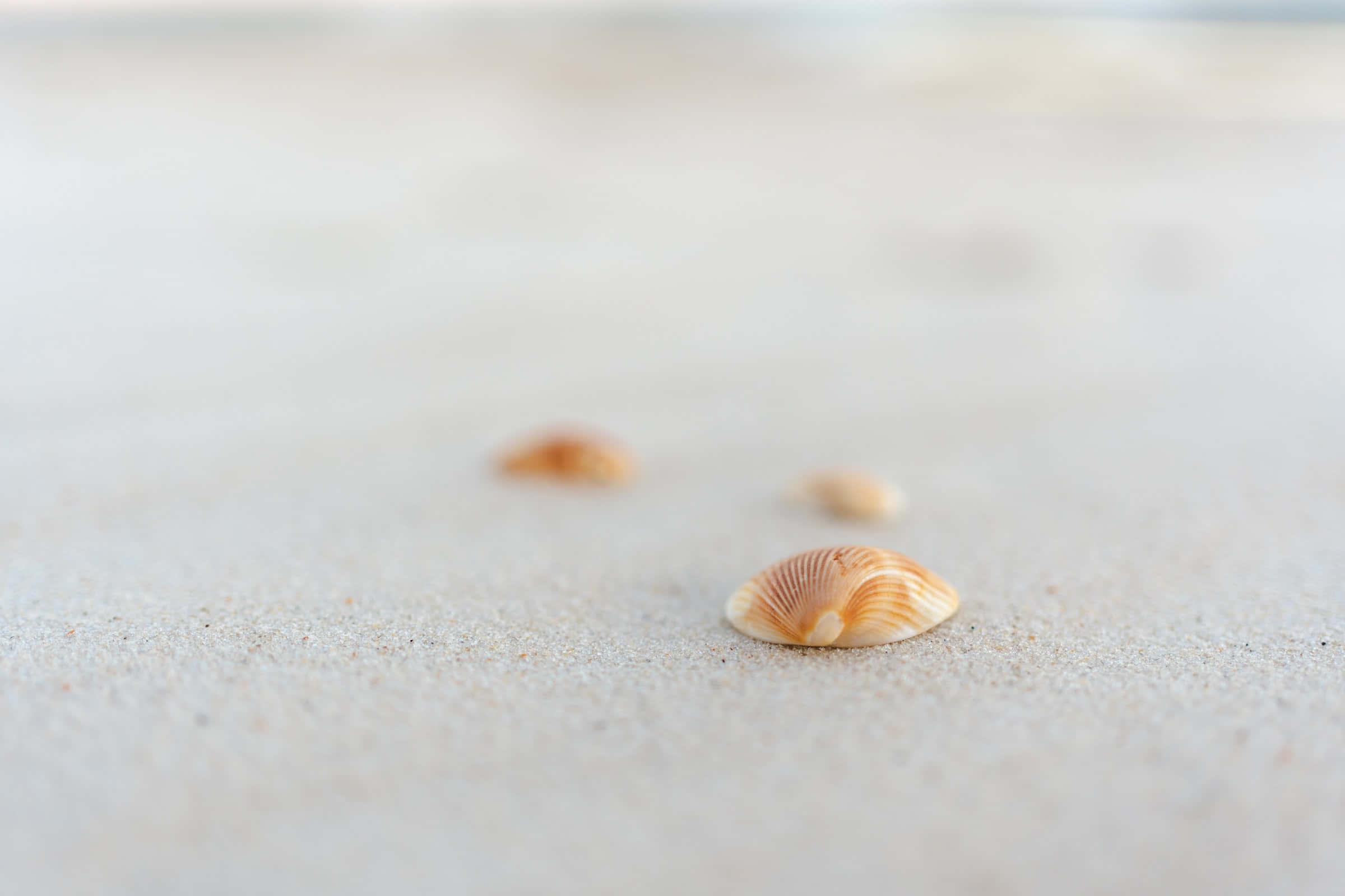 minimalist seashells, white sand, soft pale sand, Full HD Desktop Wallpaper
