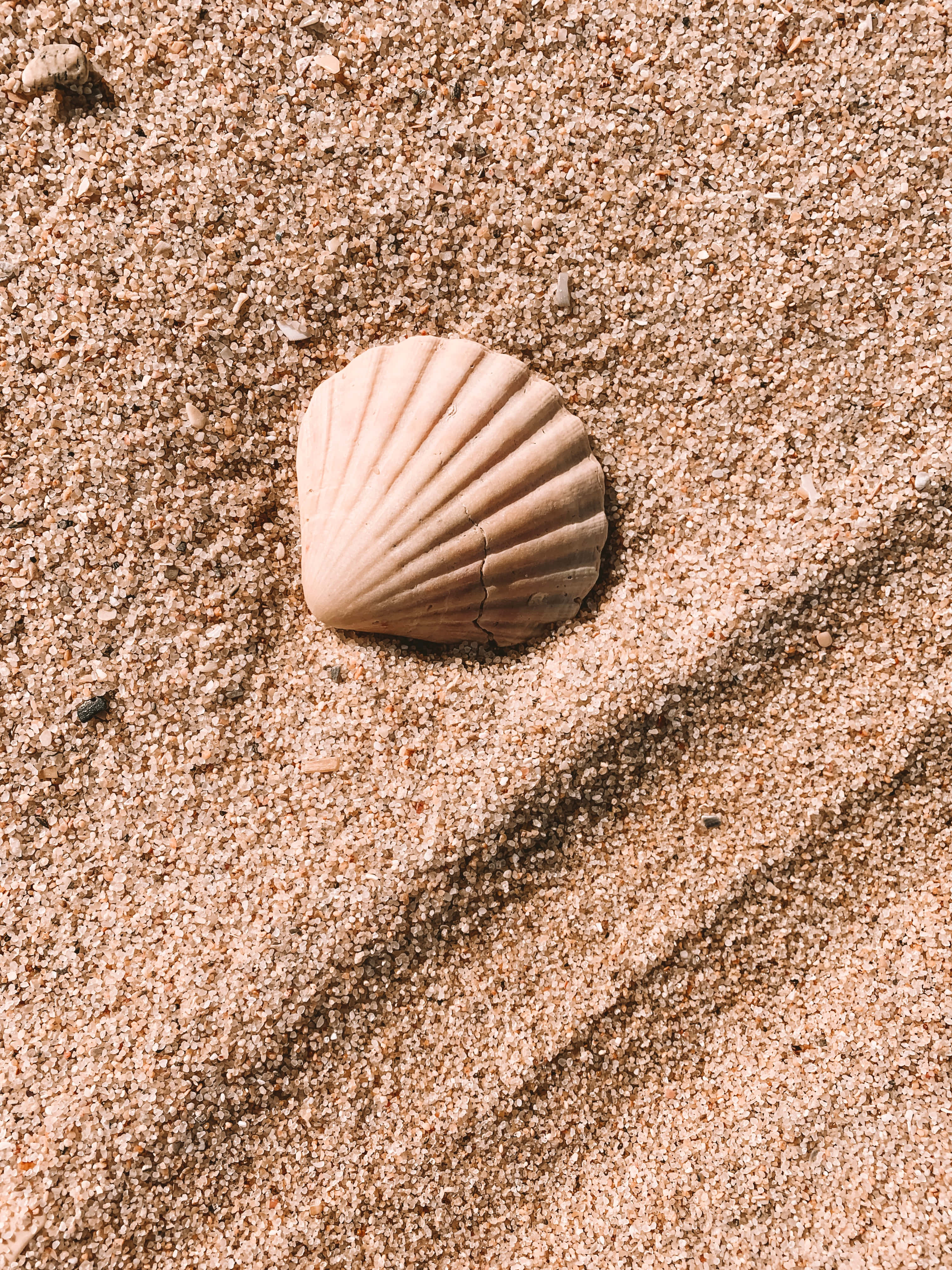 white cockle seashell, beige scallop shell, textured sand, 4K Phone Wallpaper