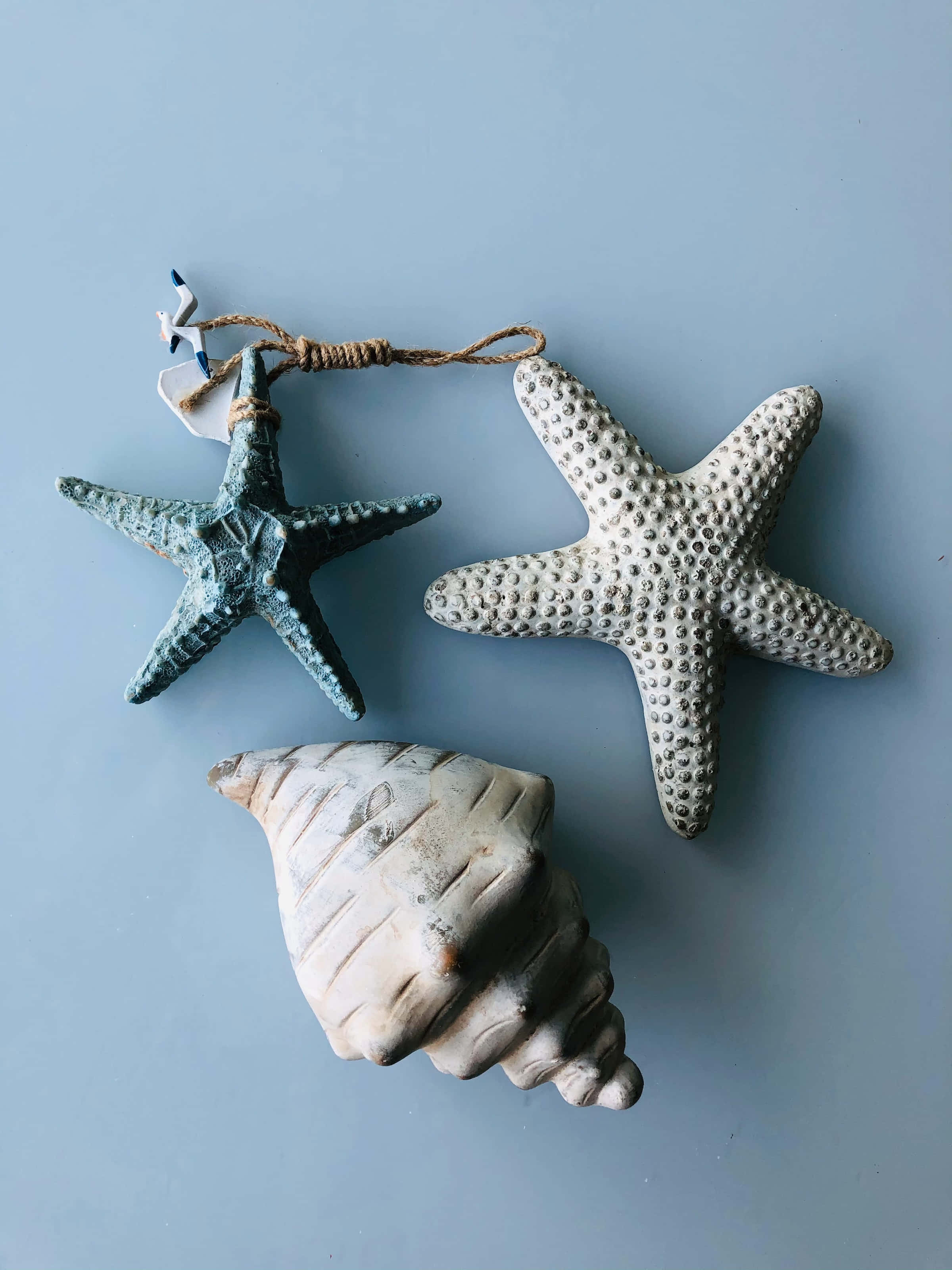 seashell, starfish, light blue aesthetic, 2K Phone Wallpaper