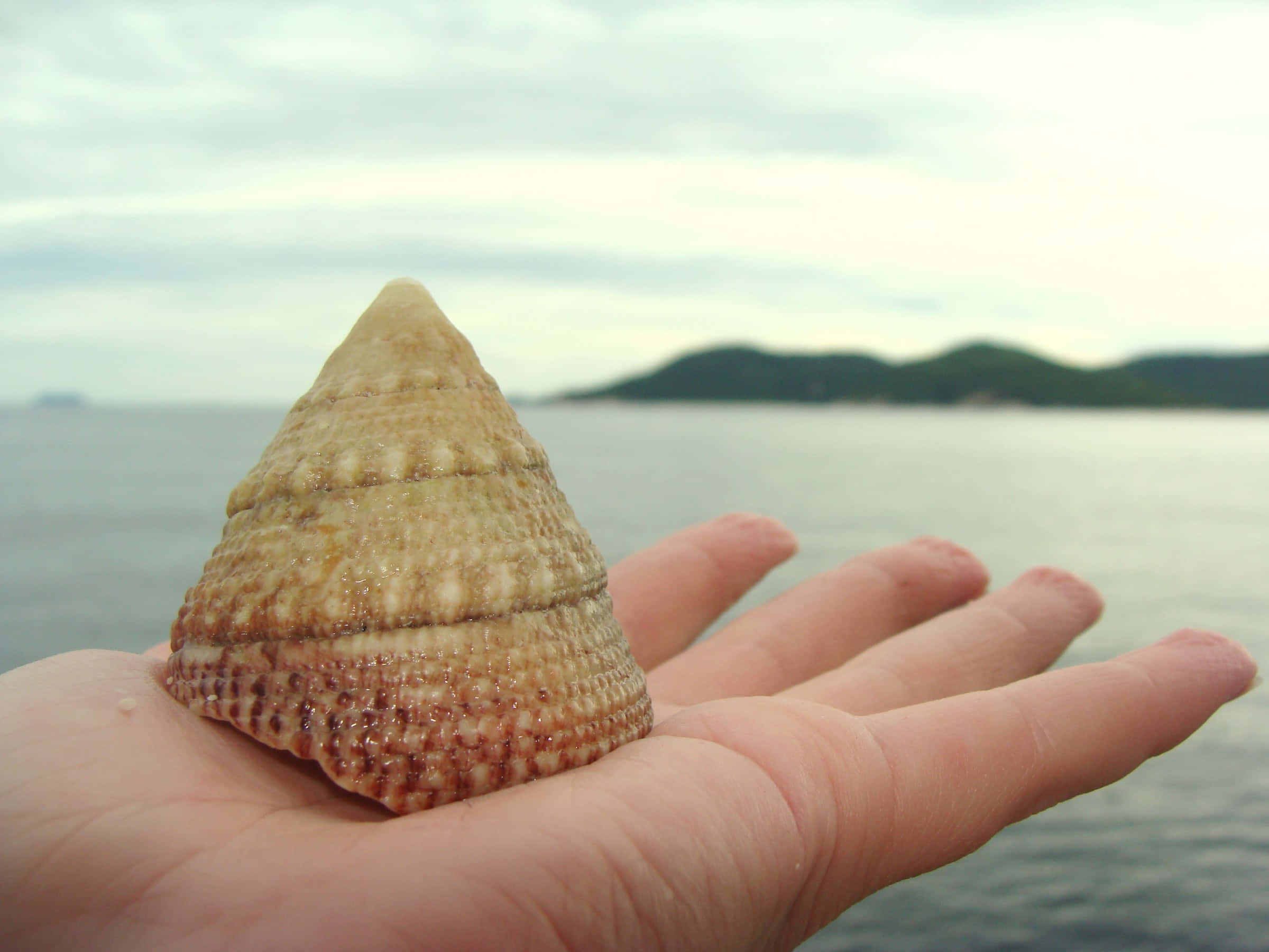 golden seashell, textured spiral seashell, blurred ocean, Full HD Desktop Wallpaper