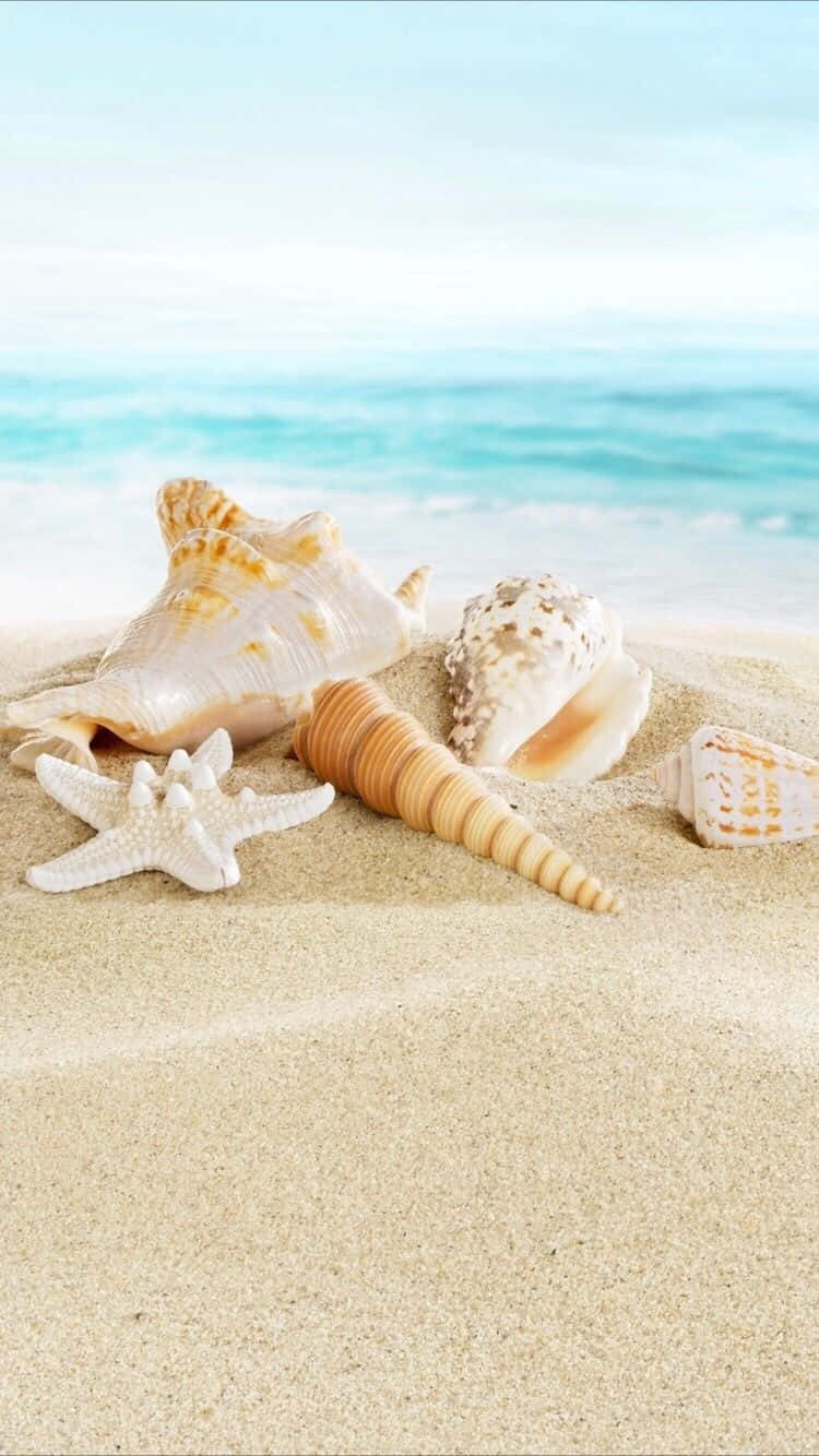 Summer Beach iPhone, seashells, starfish, HD Phone Wallpaper