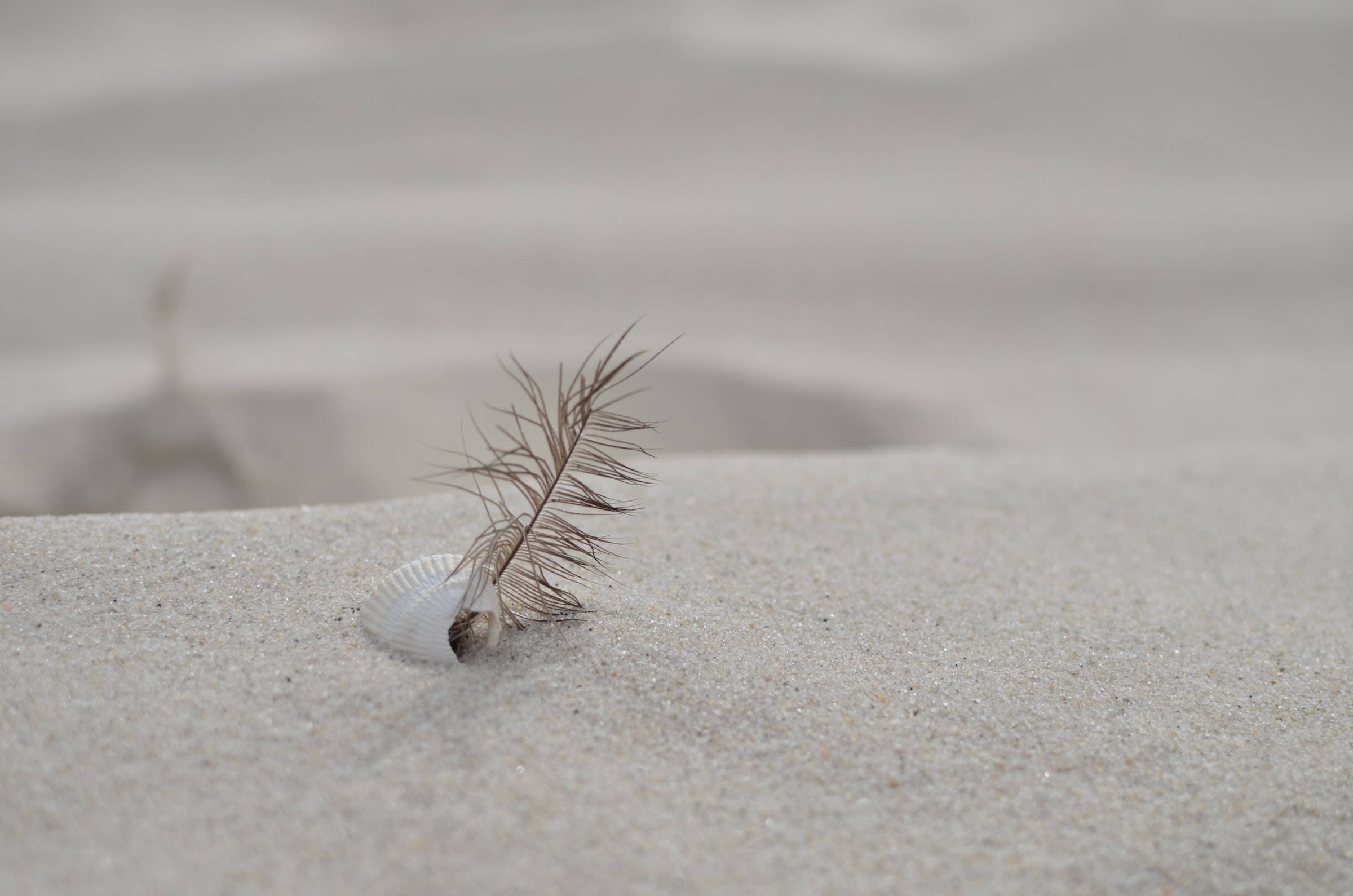 feather, seashell, soft textured sand, Full HD Desktop Wallpaper