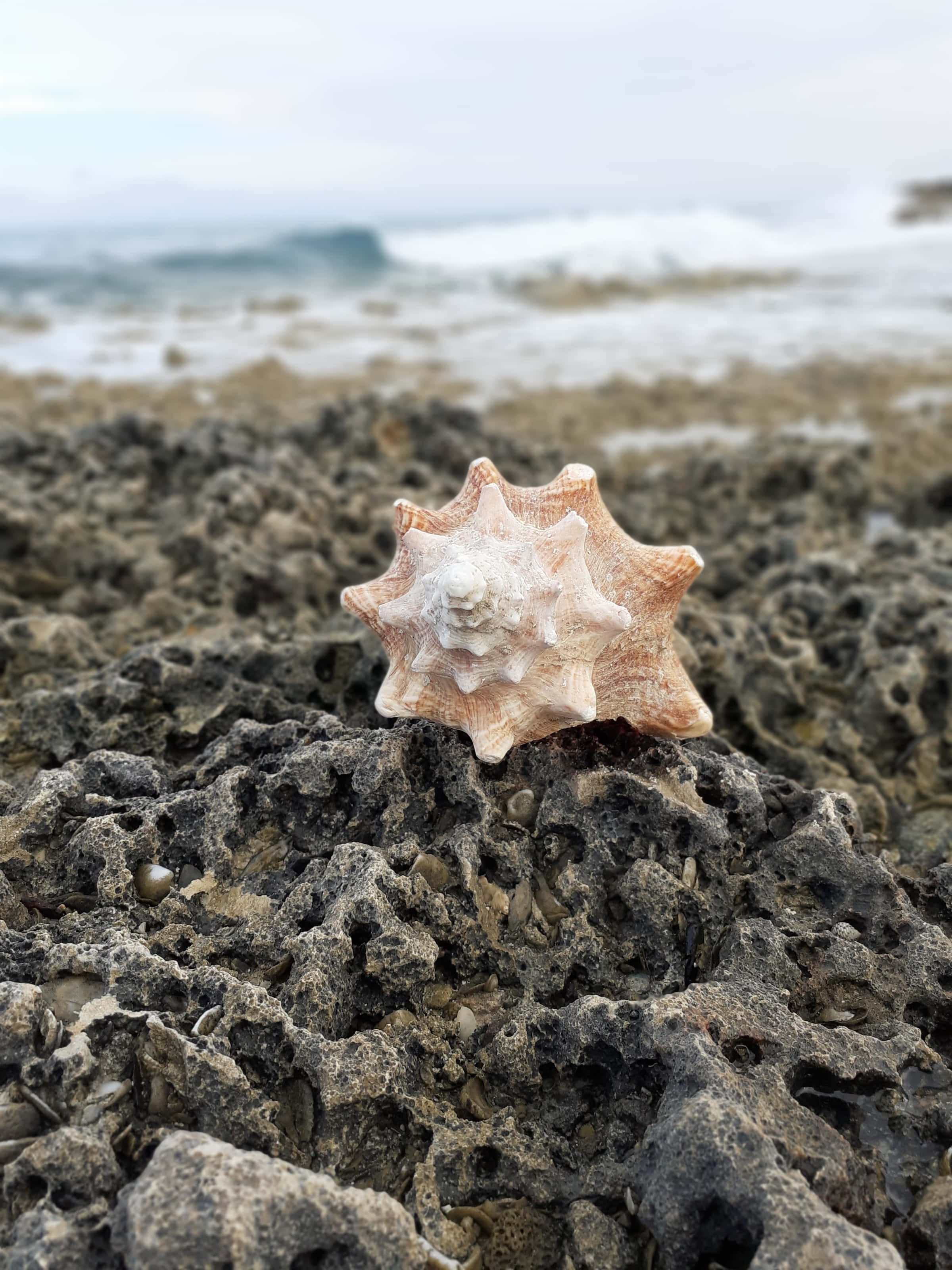 white seashell, reef, rugged dark rocks, 2K Phone Wallpaper