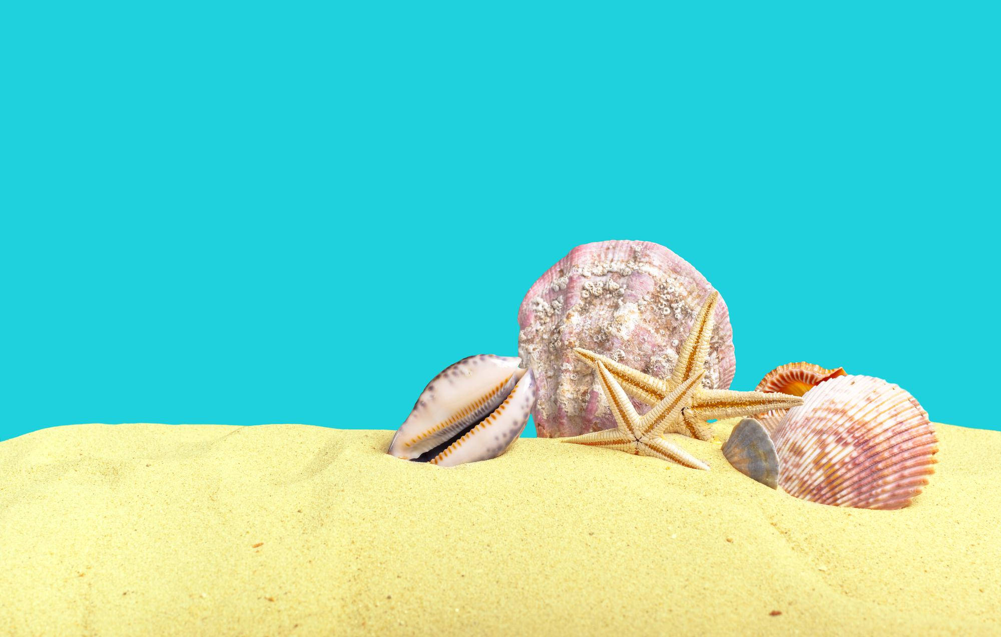 turquoise, sandy beach, seashells, Full HD Desktop Wallpaper