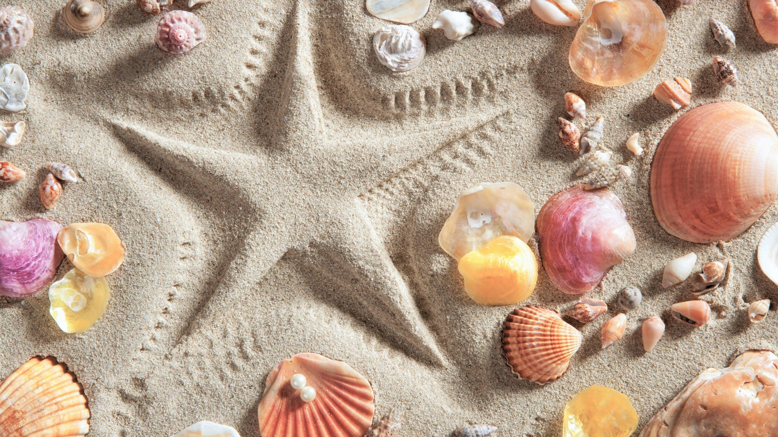 starfish, sand, colorful seashells, 2K Desktop Wallpaper