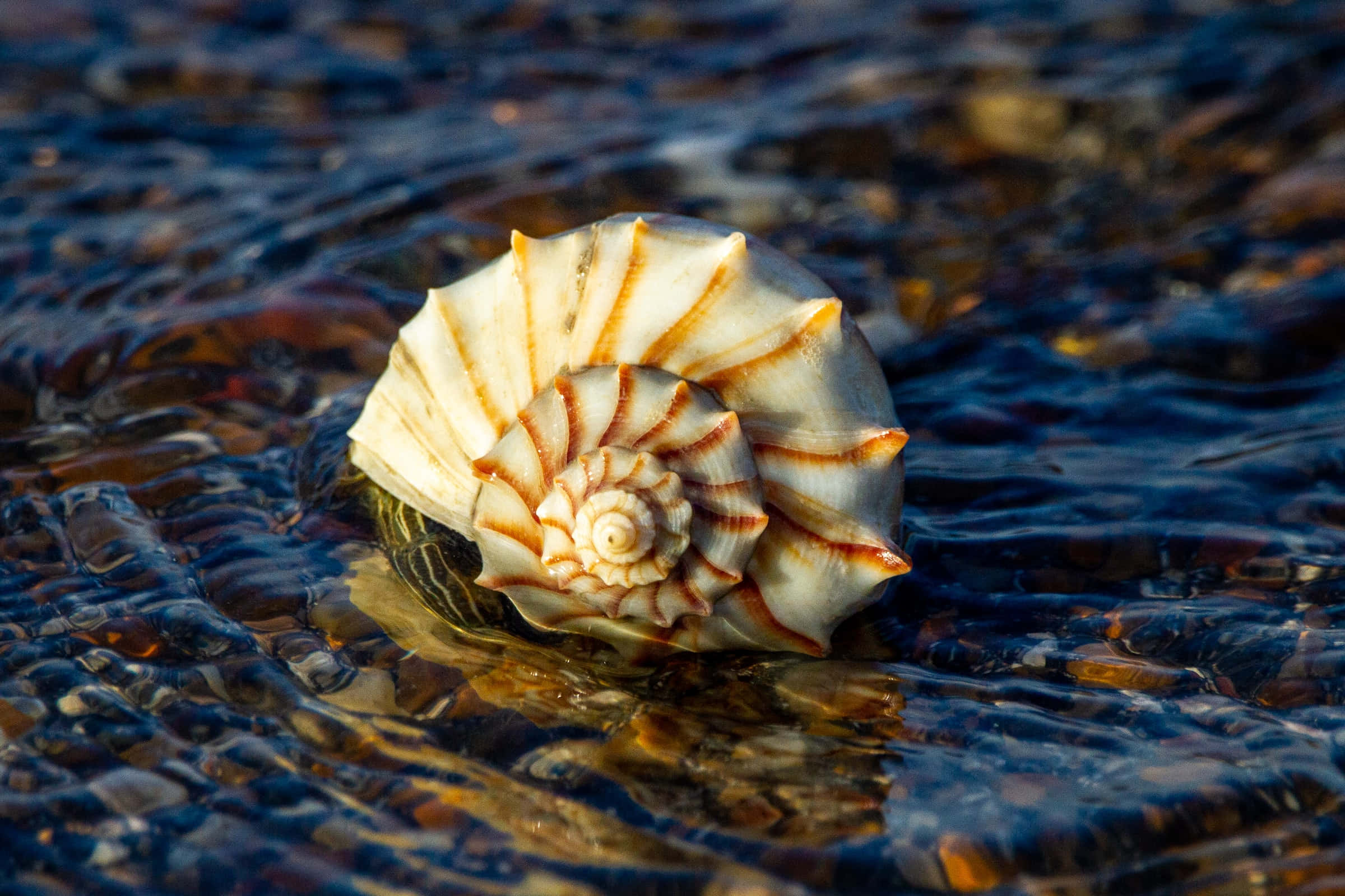 seashell, cream and orange stripes, shallow, rippling water, Full HD Desktop Wallpaper