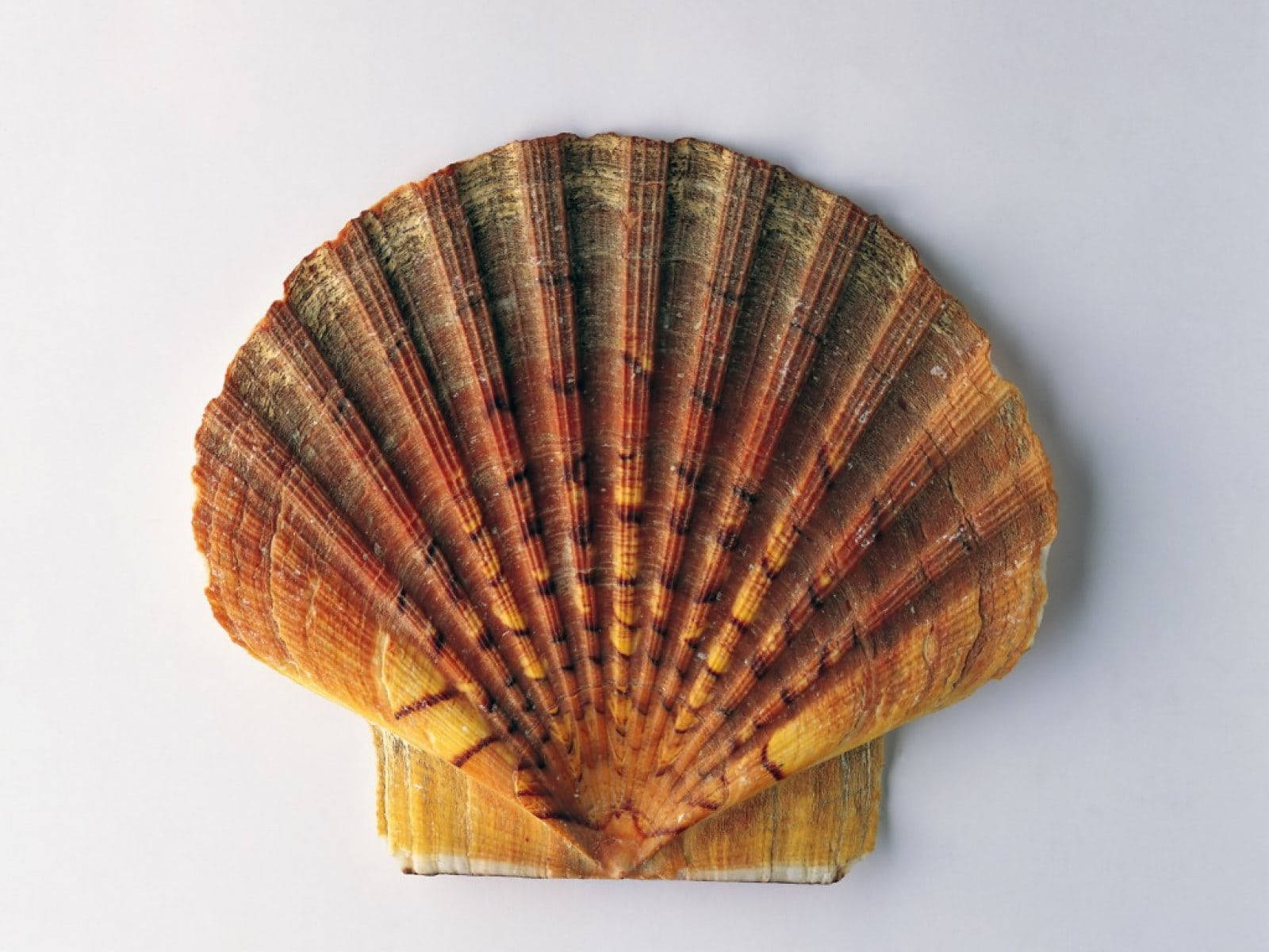 scallops shell, brown, yellow hues, HD Desktop Wallpaper