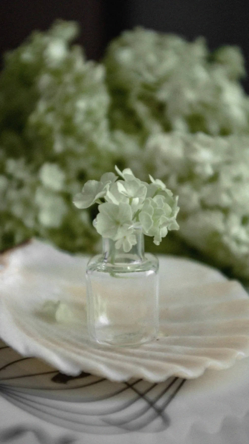 tiny glass bottle, delicate white hydrangeas, large seashell, HD Phone Wallpaper