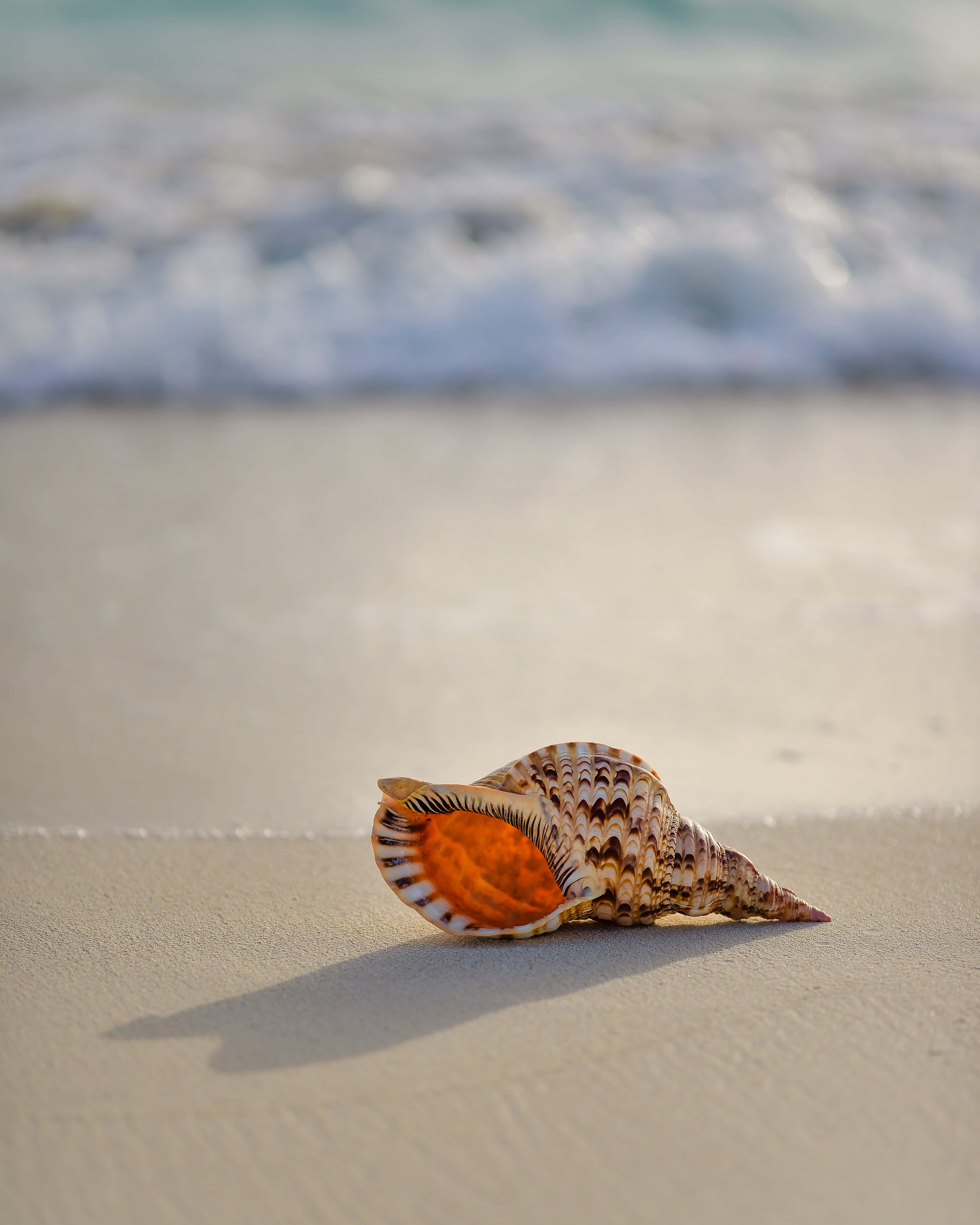 conch seashell, shore, sunlit sand, 4K Phone Wallpaper