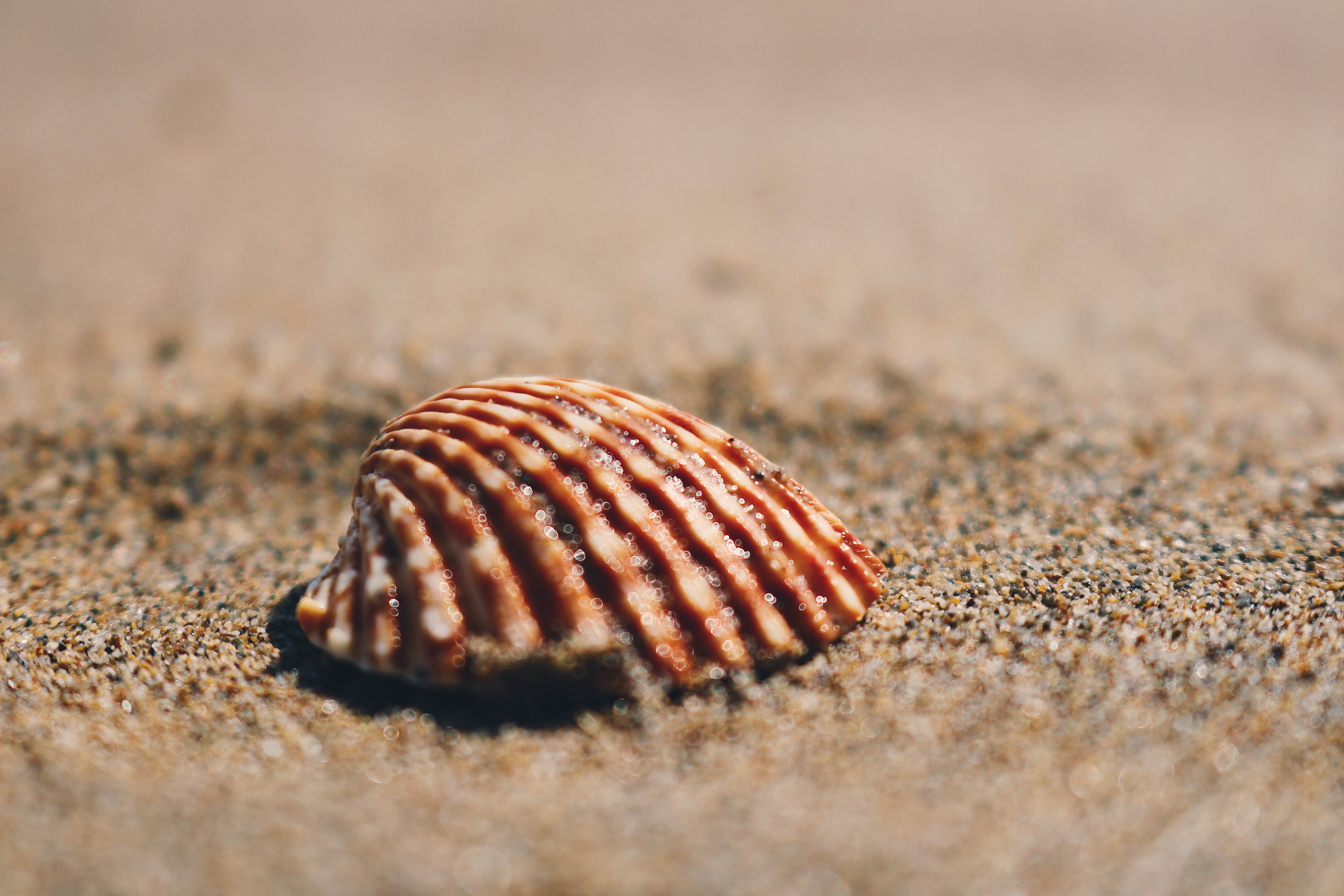 scallops shell, orange and white stripes, textured sand, 5K Desktop Wallpaper