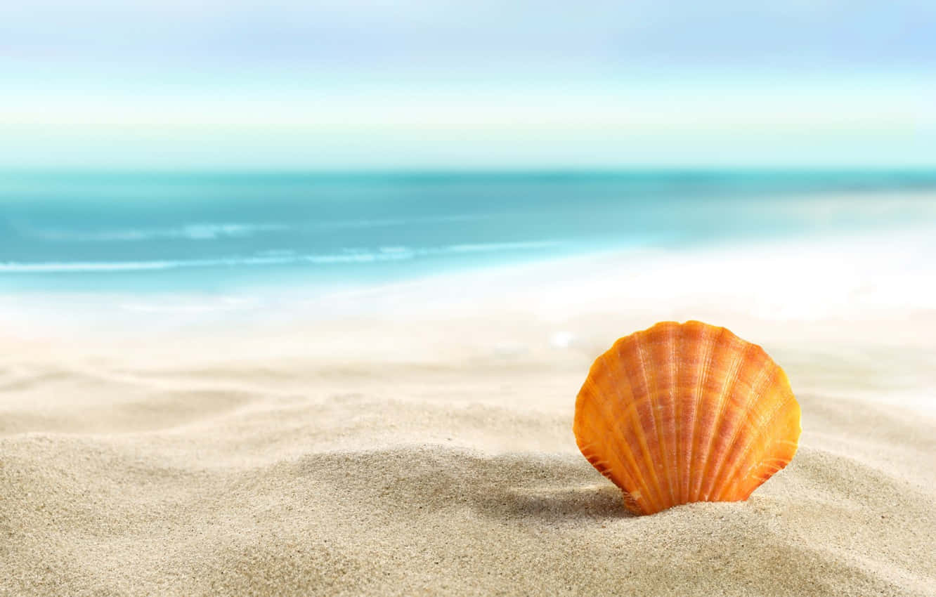 orange cockle seashell, beach, soft sand, HD Desktop Wallpaper