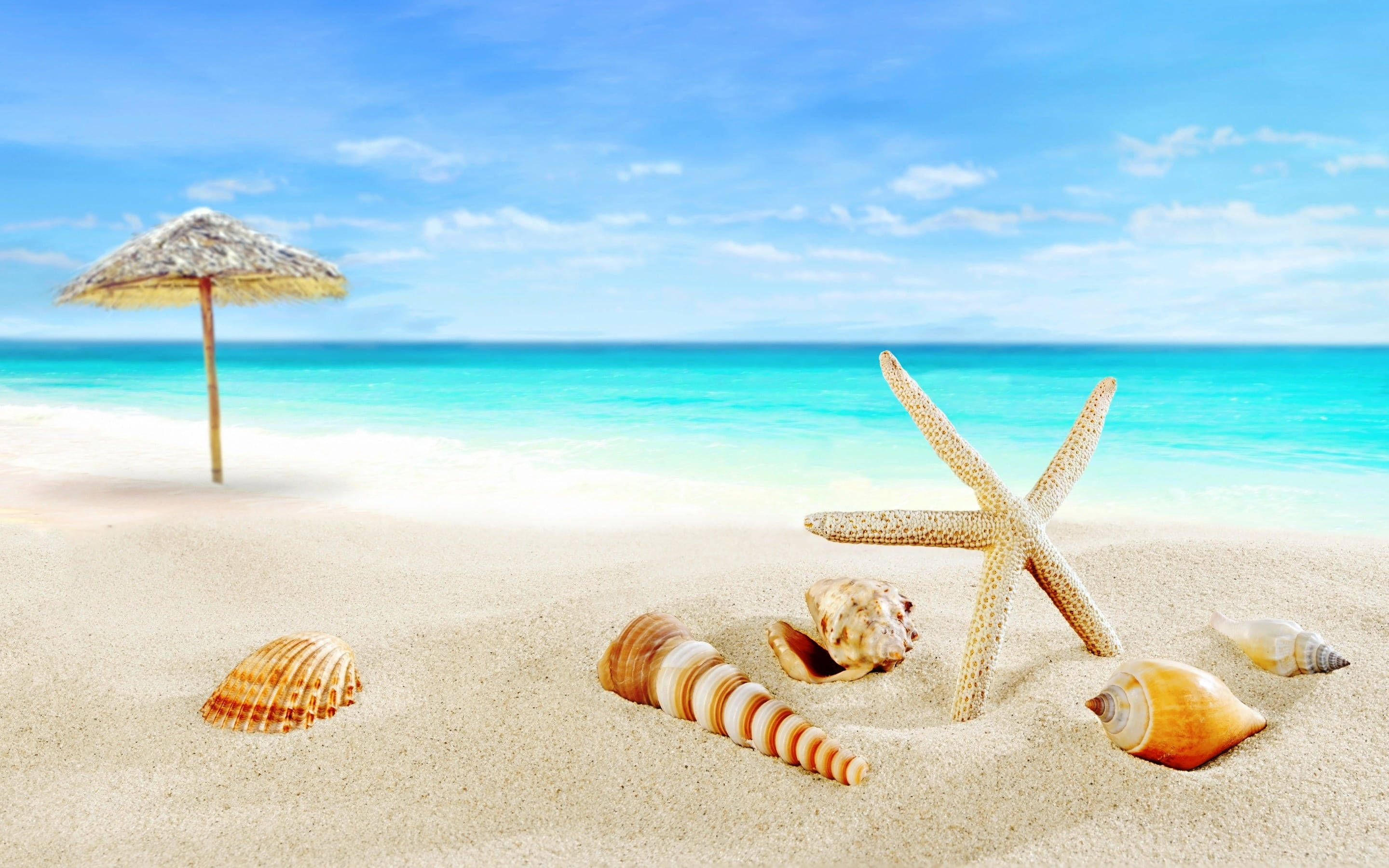 starfish, seashells, golden sand, 2K Desktop Wallpaper