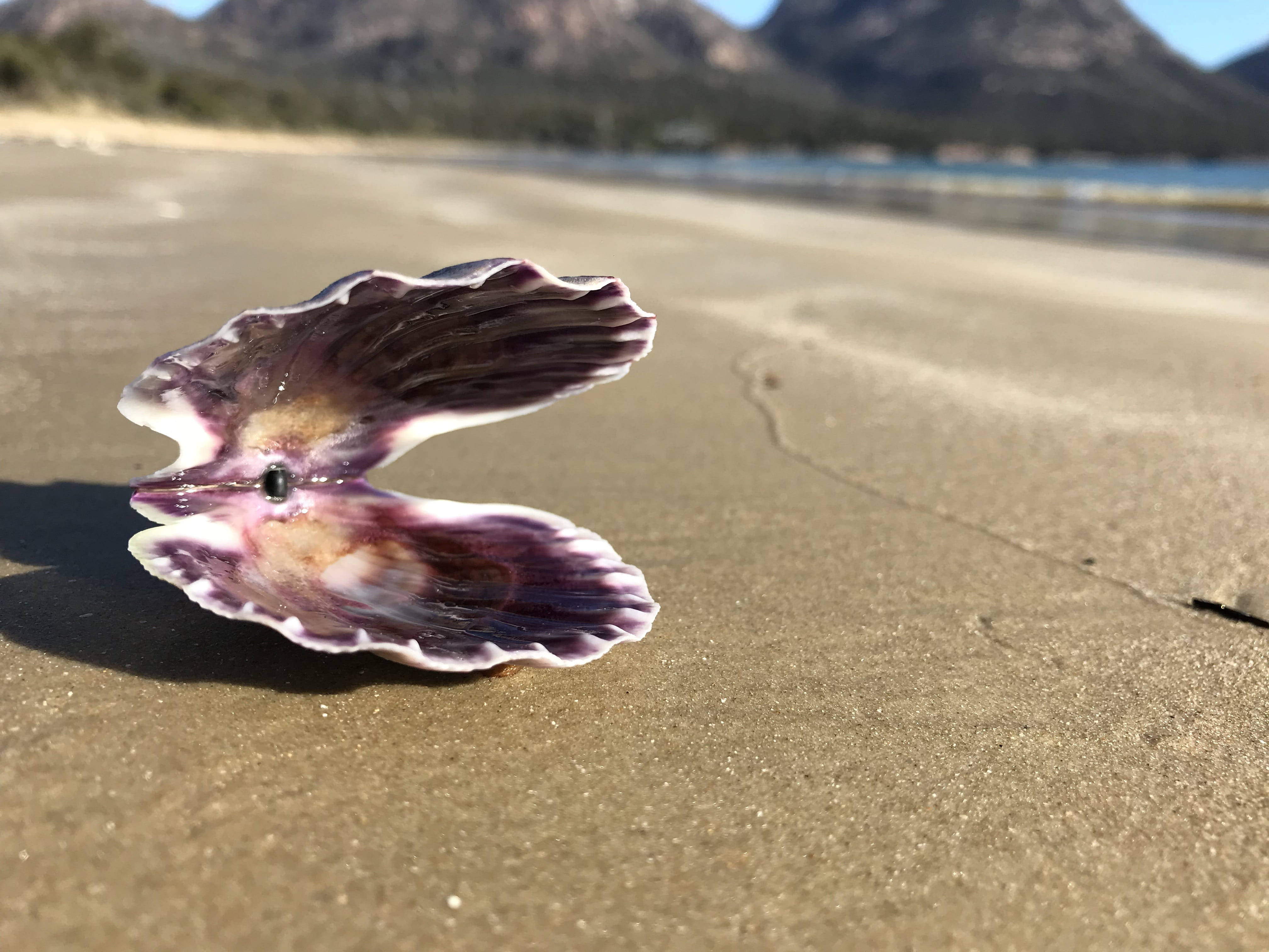 scallops, open shell, beach, 4K Desktop Wallpaper