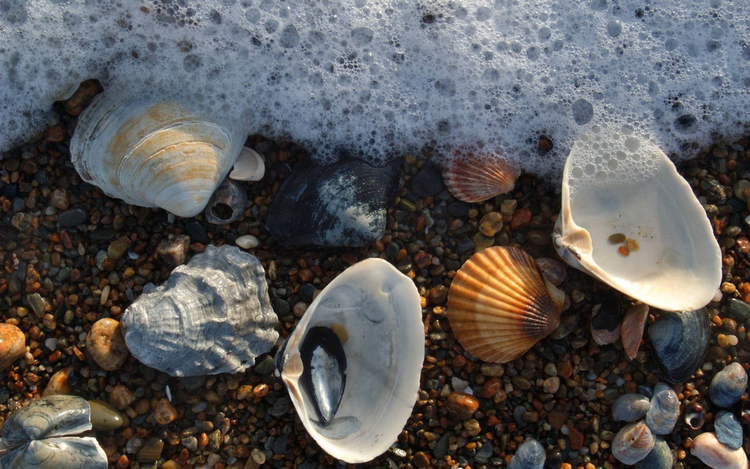 scallops shell, mussels, pebble beach, 2K Desktop Wallpaper