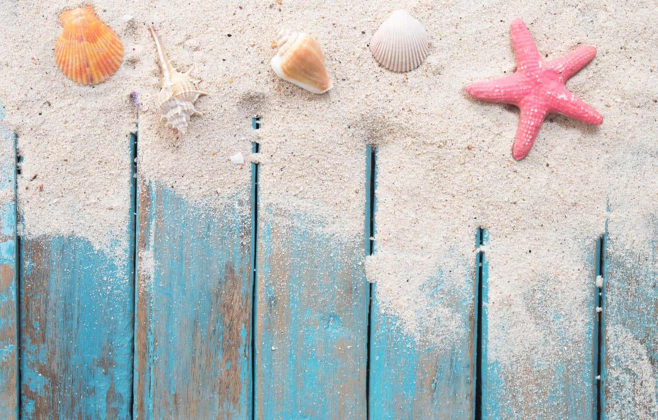 pink starfish, seashells, sandy beach, HD Desktop Wallpaper