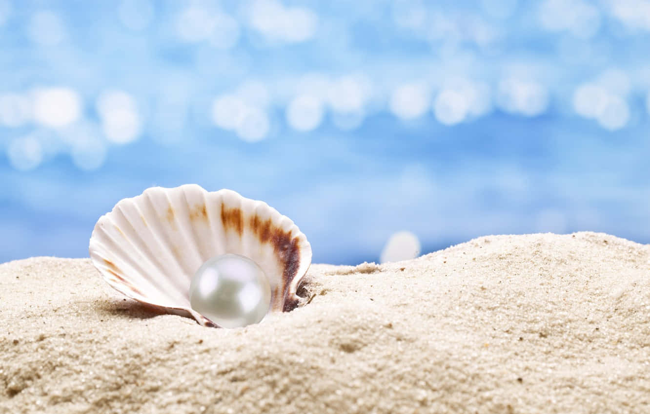seashell, pearl, scallop shell, HD Desktop Wallpaper