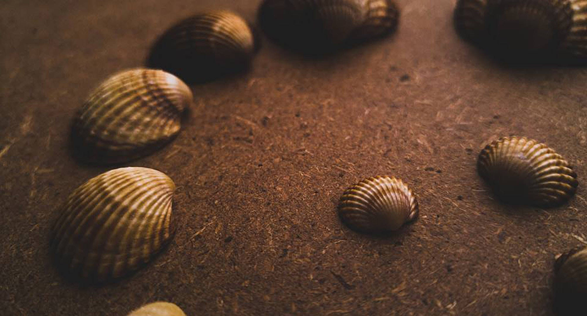 golden aesthetic, textured seashells, rough brown surface, Full HD Desktop Wallpaper