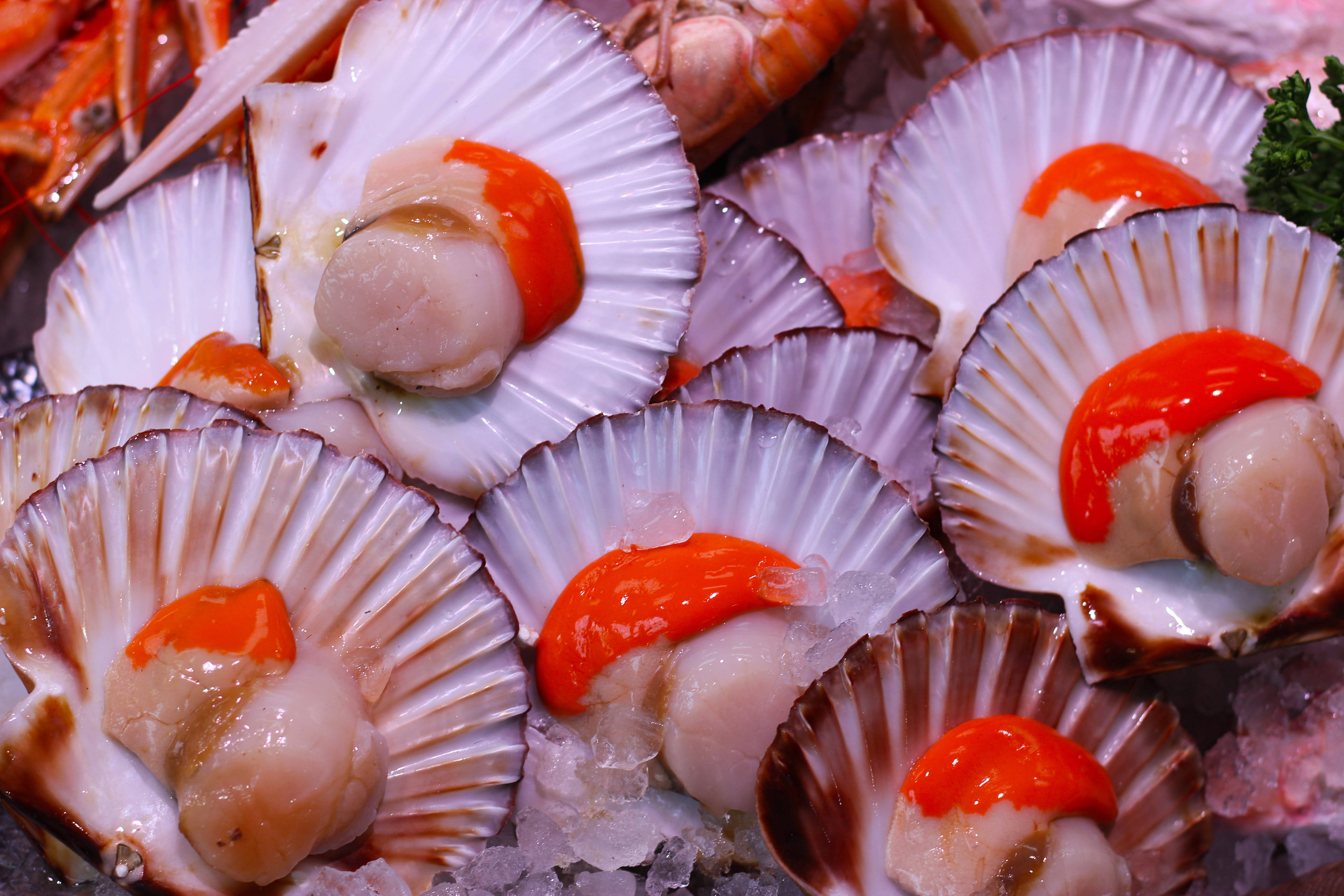 scallops shells, coral, sauce, 5K Desktop Wallpaper
